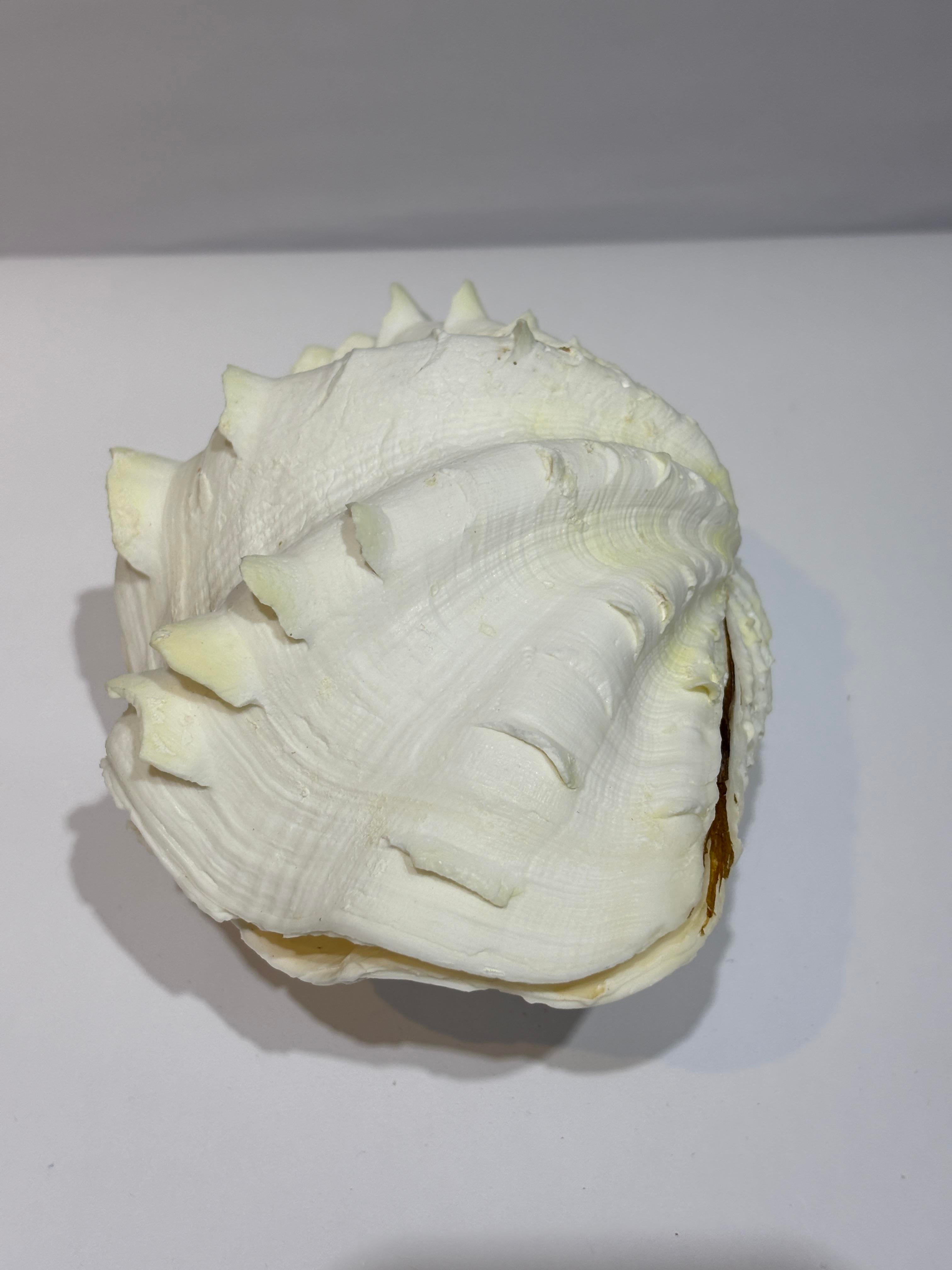 TRIDACNA KOLEKSİYON KABUK