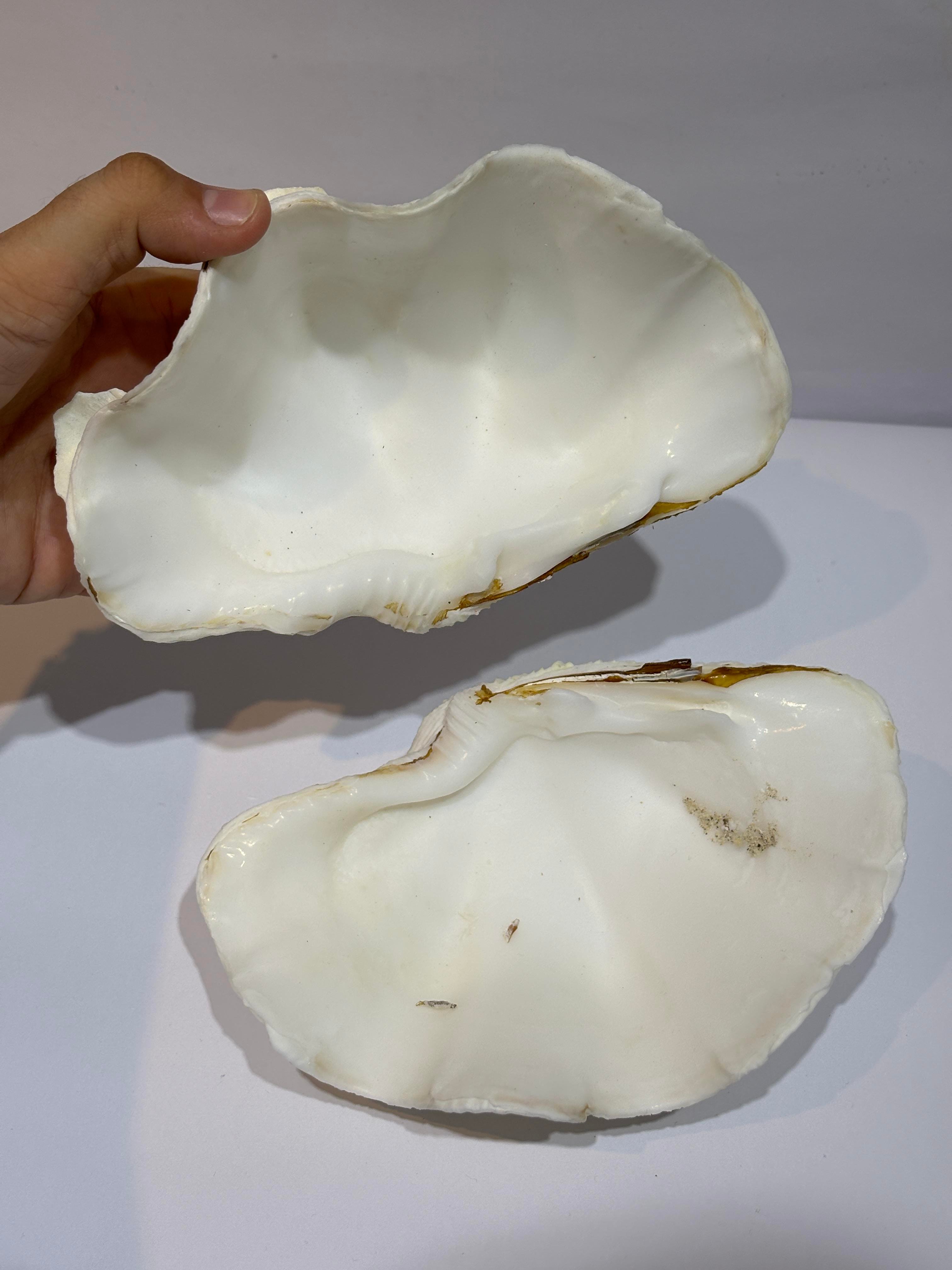 TRIDACNA KOLEKSİYON KABUK