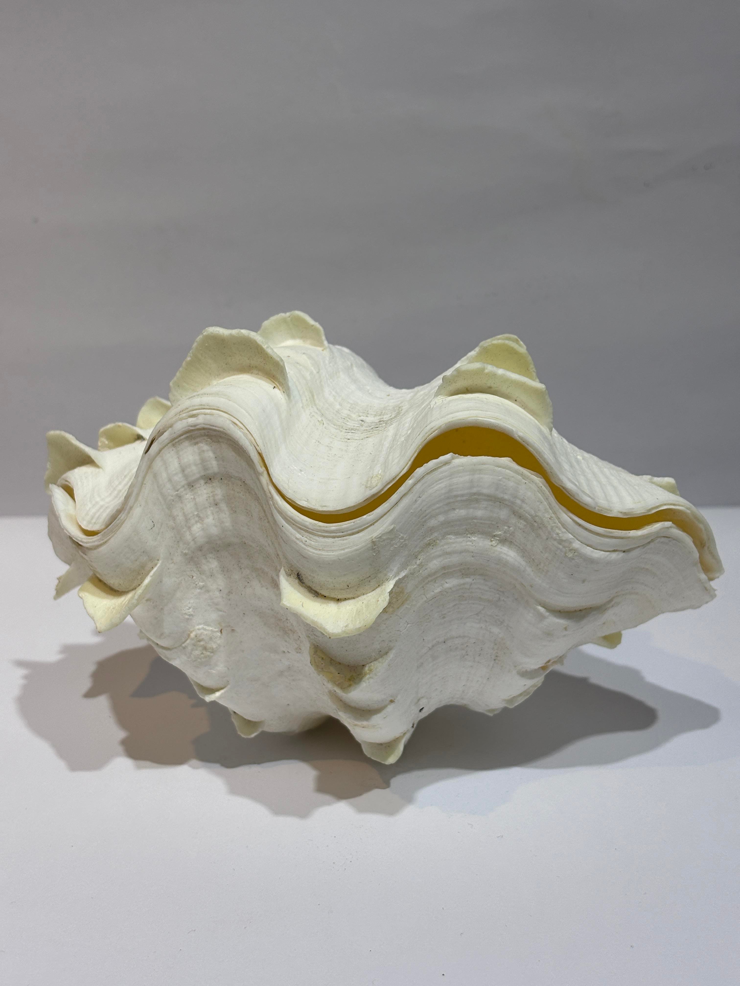 TRIDACNA KOLEKSİYON KABUK