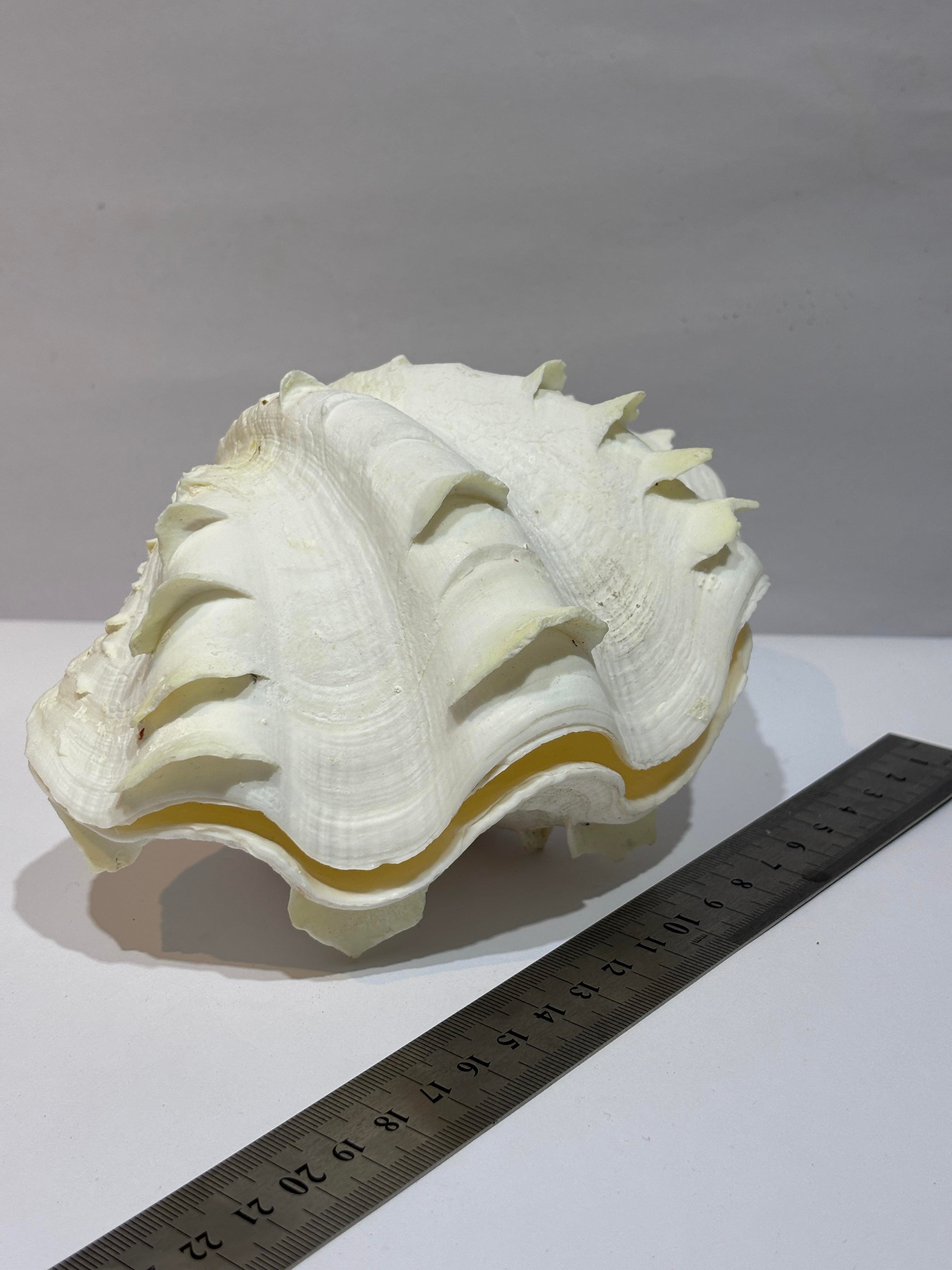 TRIDACNA KOLEKSİYON KABUK