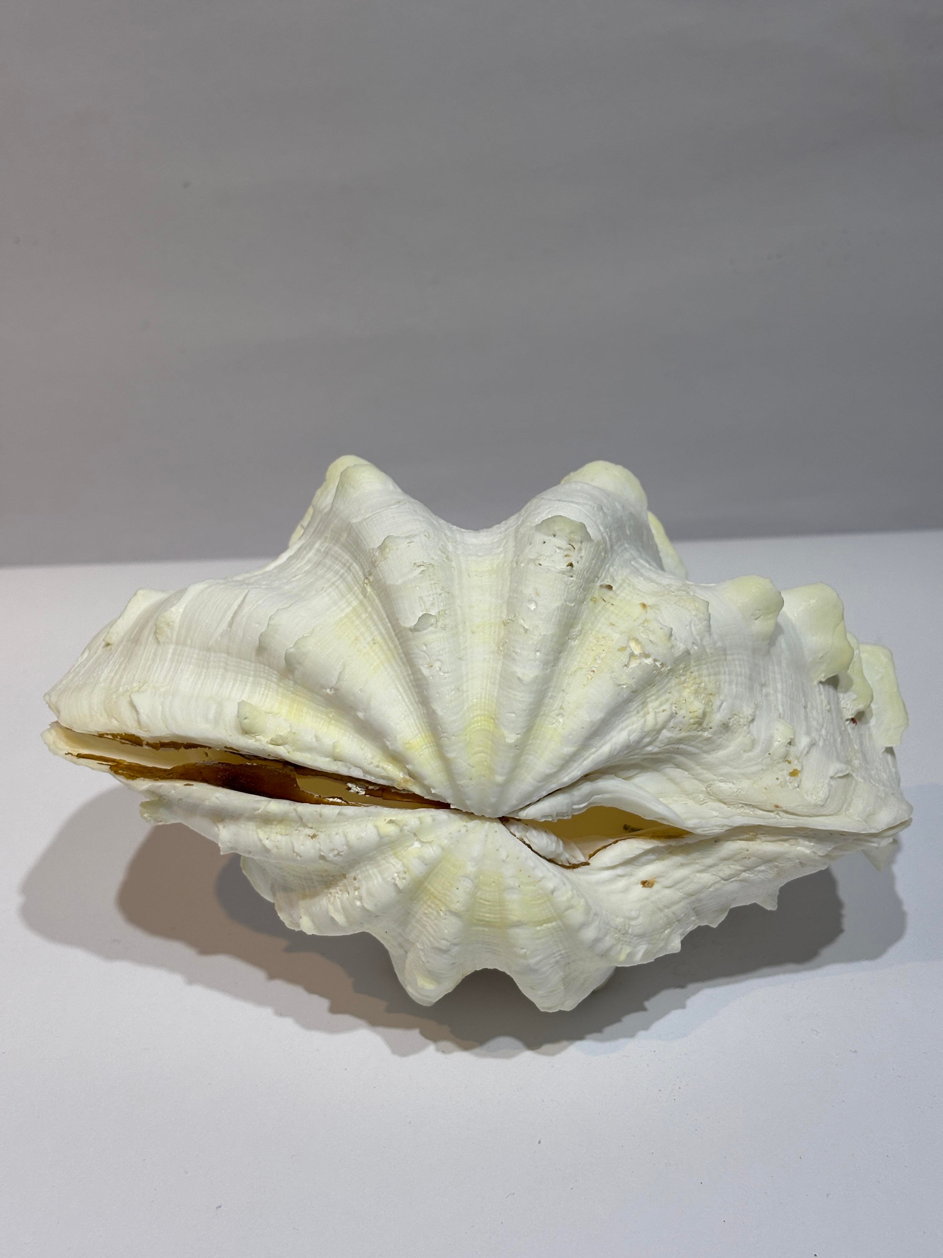TRIDACNA KOLEKSİYON KABUK