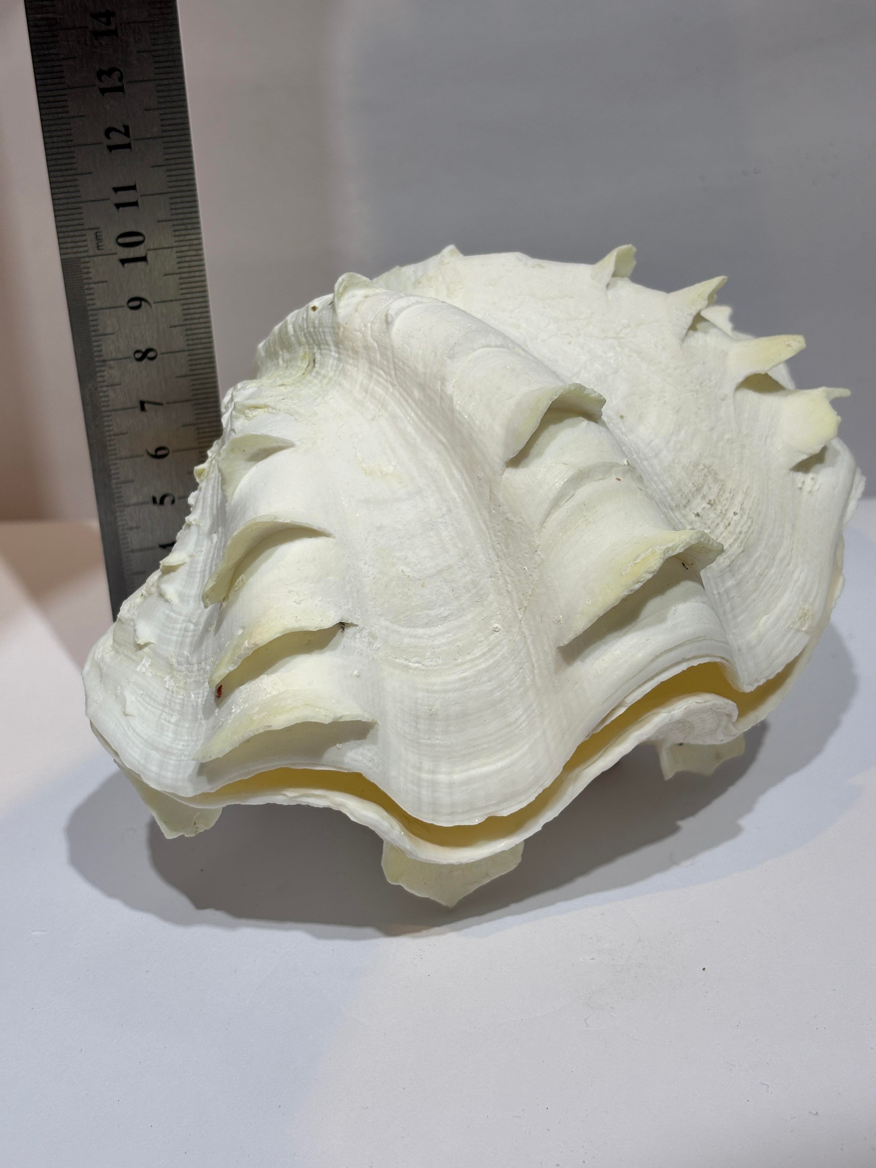 TRIDACNA KOLEKSİYON KABUK