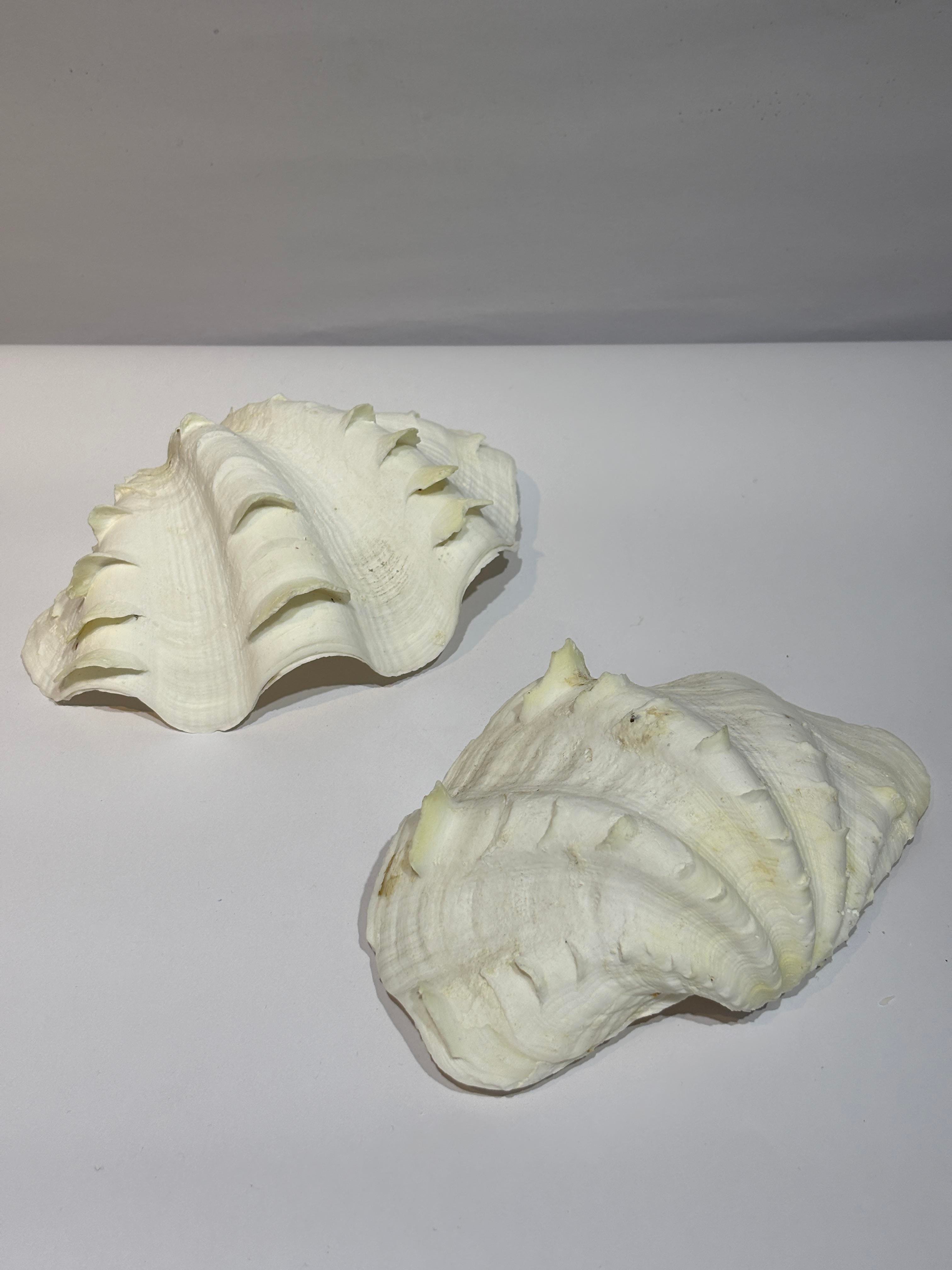TRIDACNA KOLEKSİYON KABUK