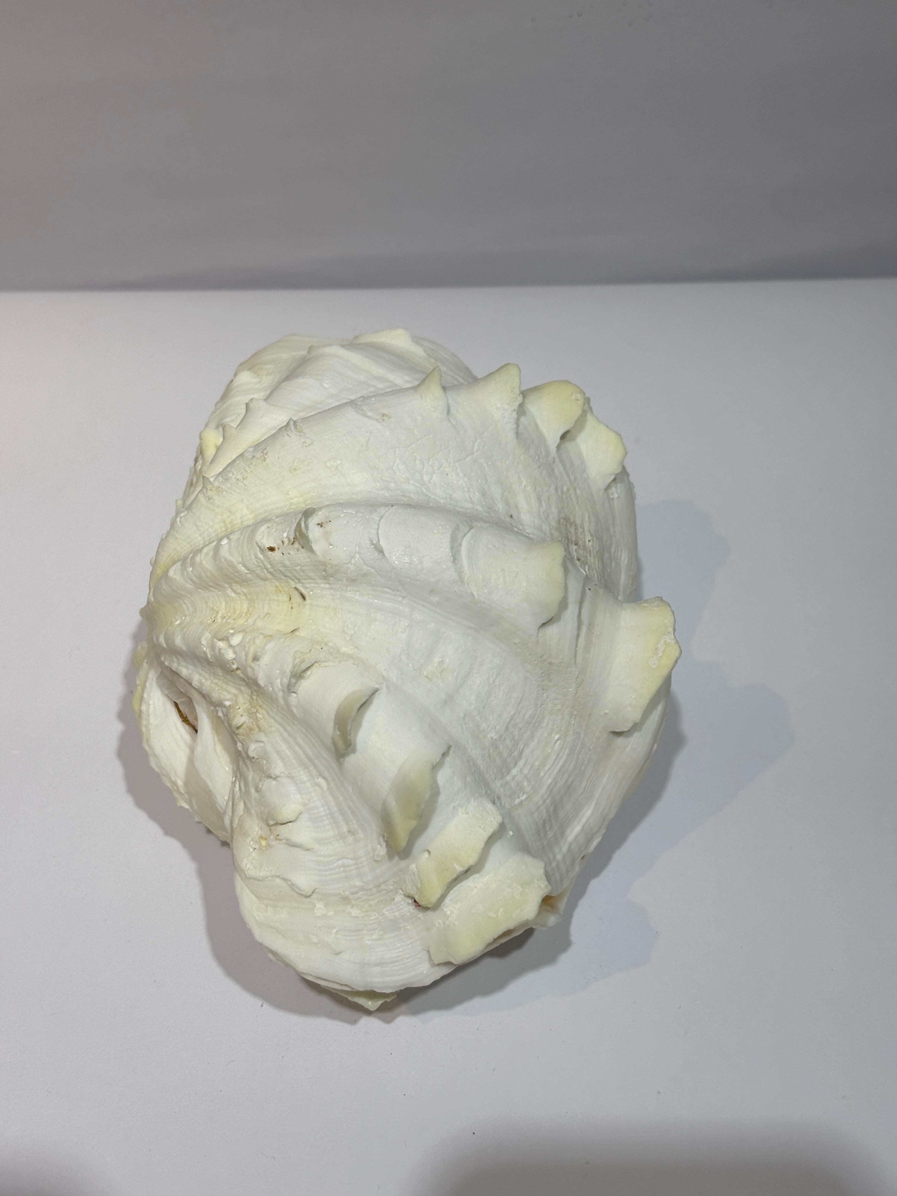 TRIDACNA KOLEKSİYON KABUK