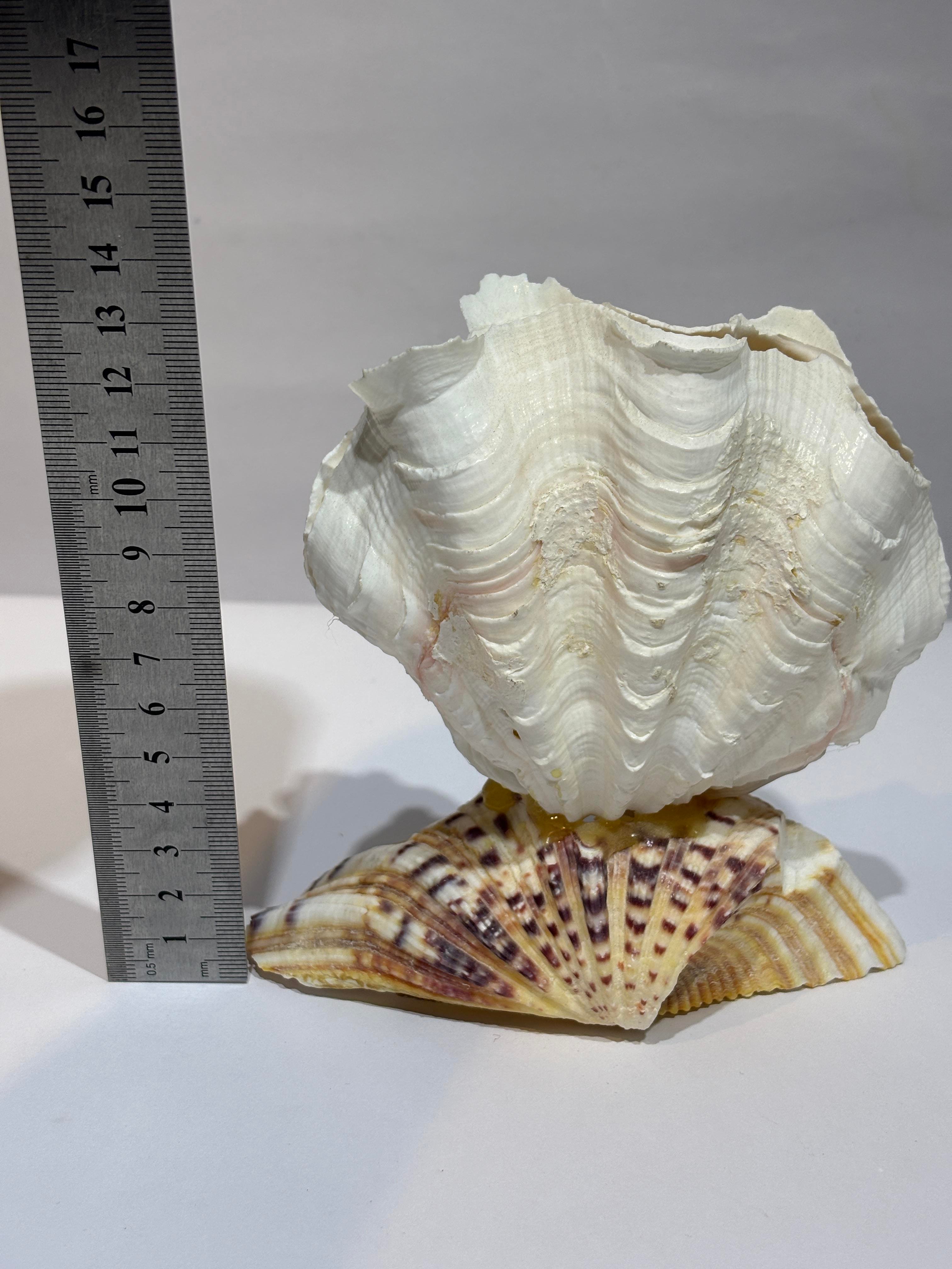 TRIDACNA KOLEKSİYON KABUK ÖZEL TASARIM