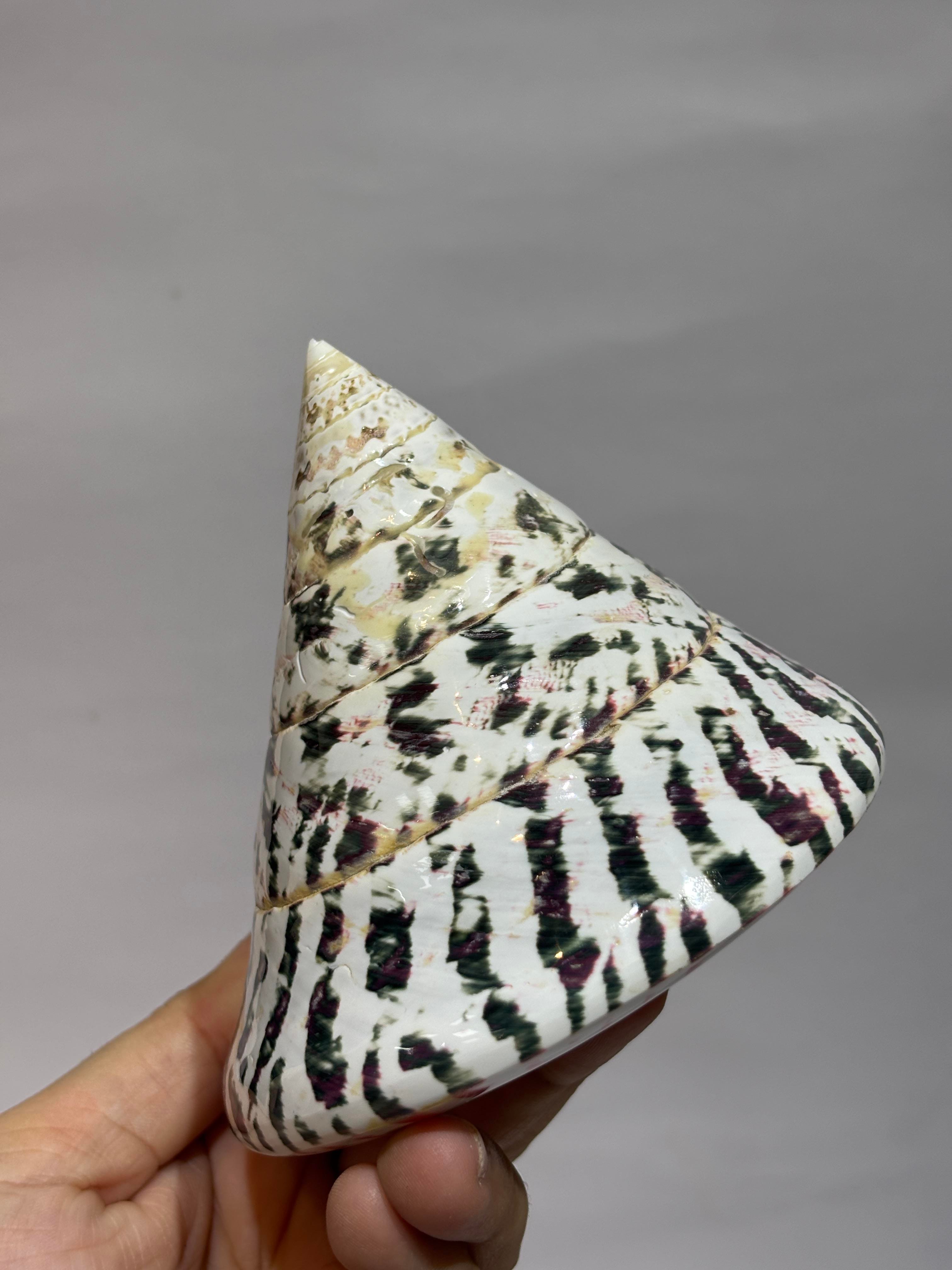 TROCA POLISHED NATURAL KABUK