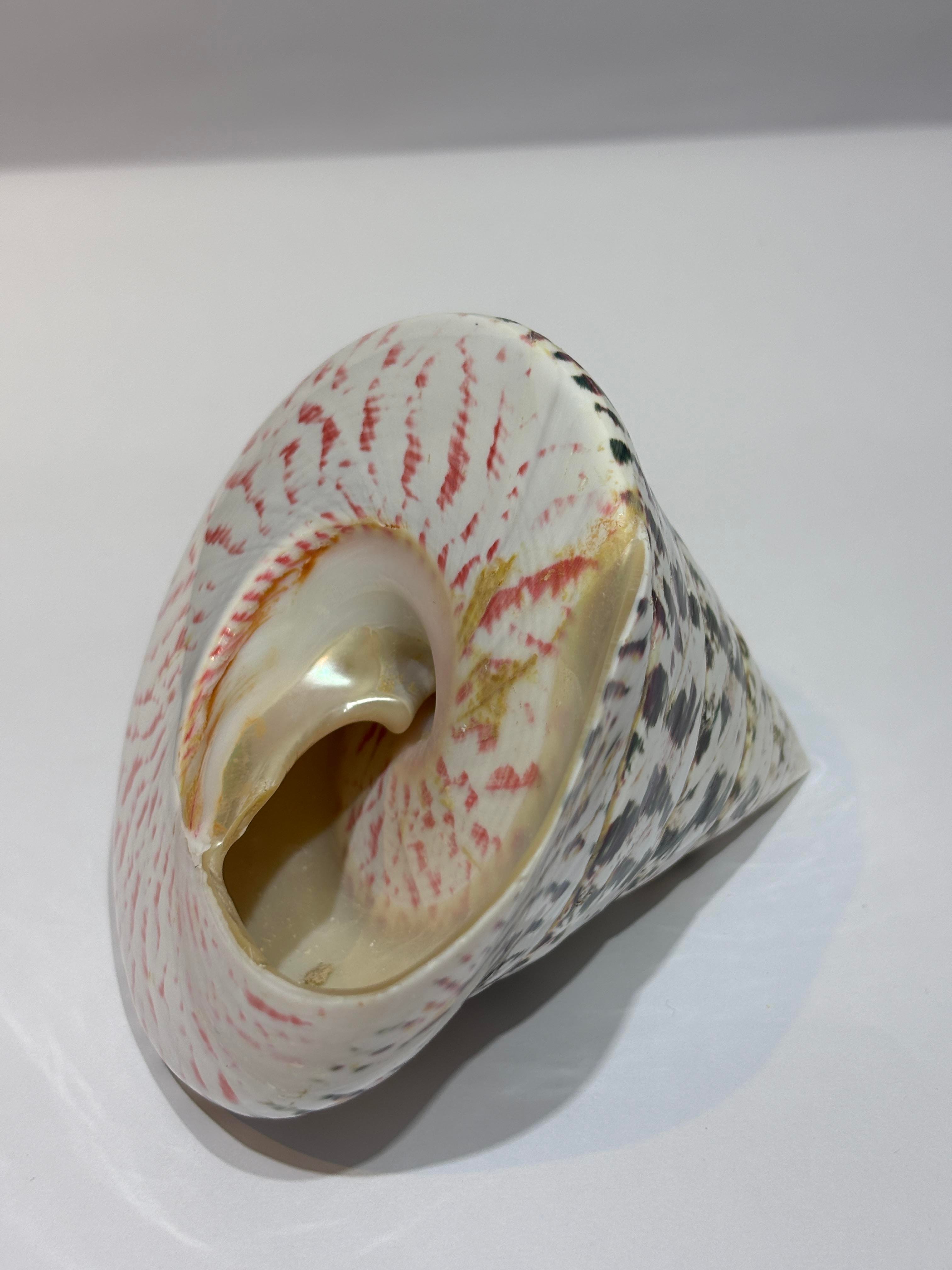 TROCA POLISHED NATURAL KABUK