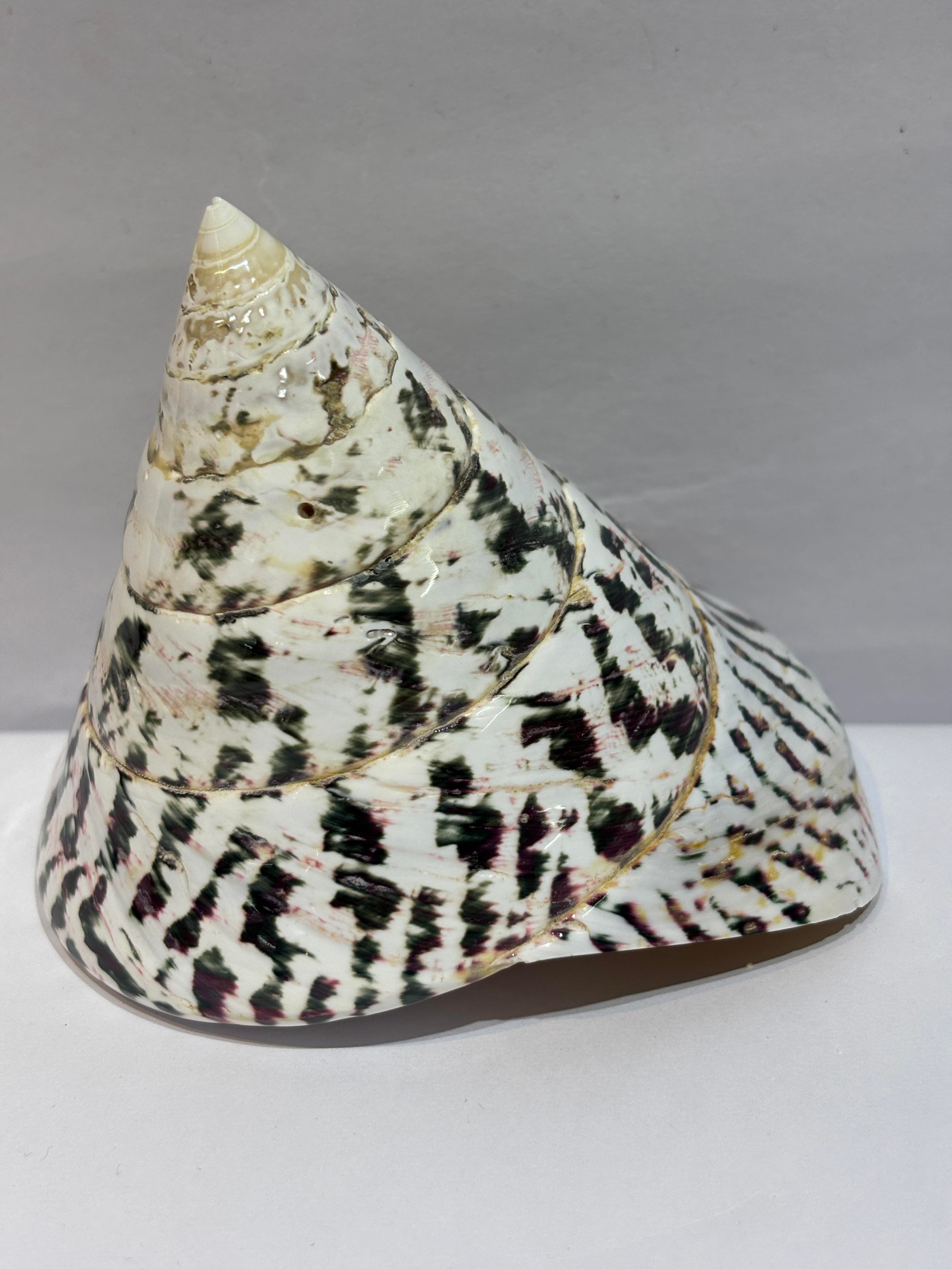 TROCA POLISHED NATURAL KABUK
