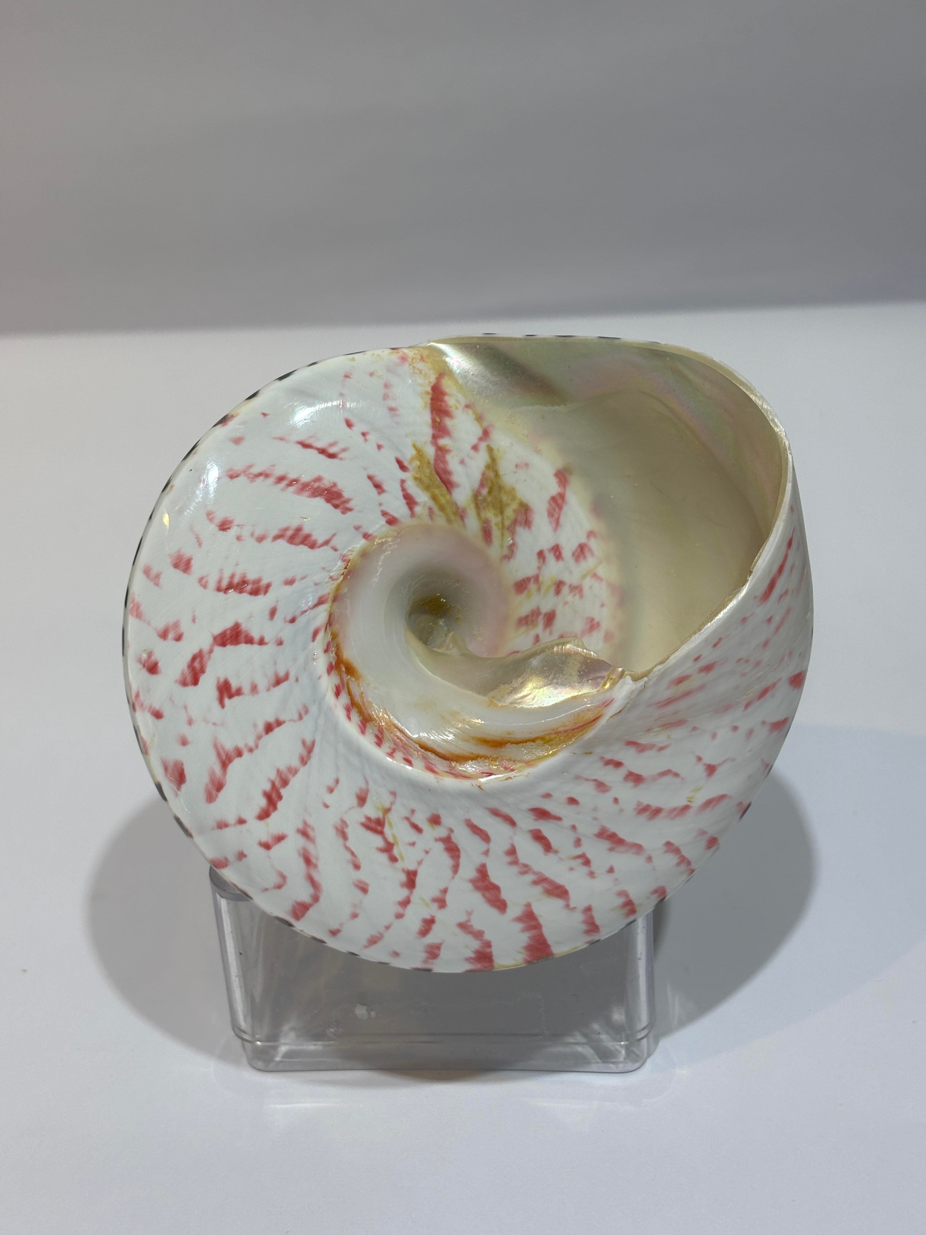 TROCA POLISHED NATURAL KABUK