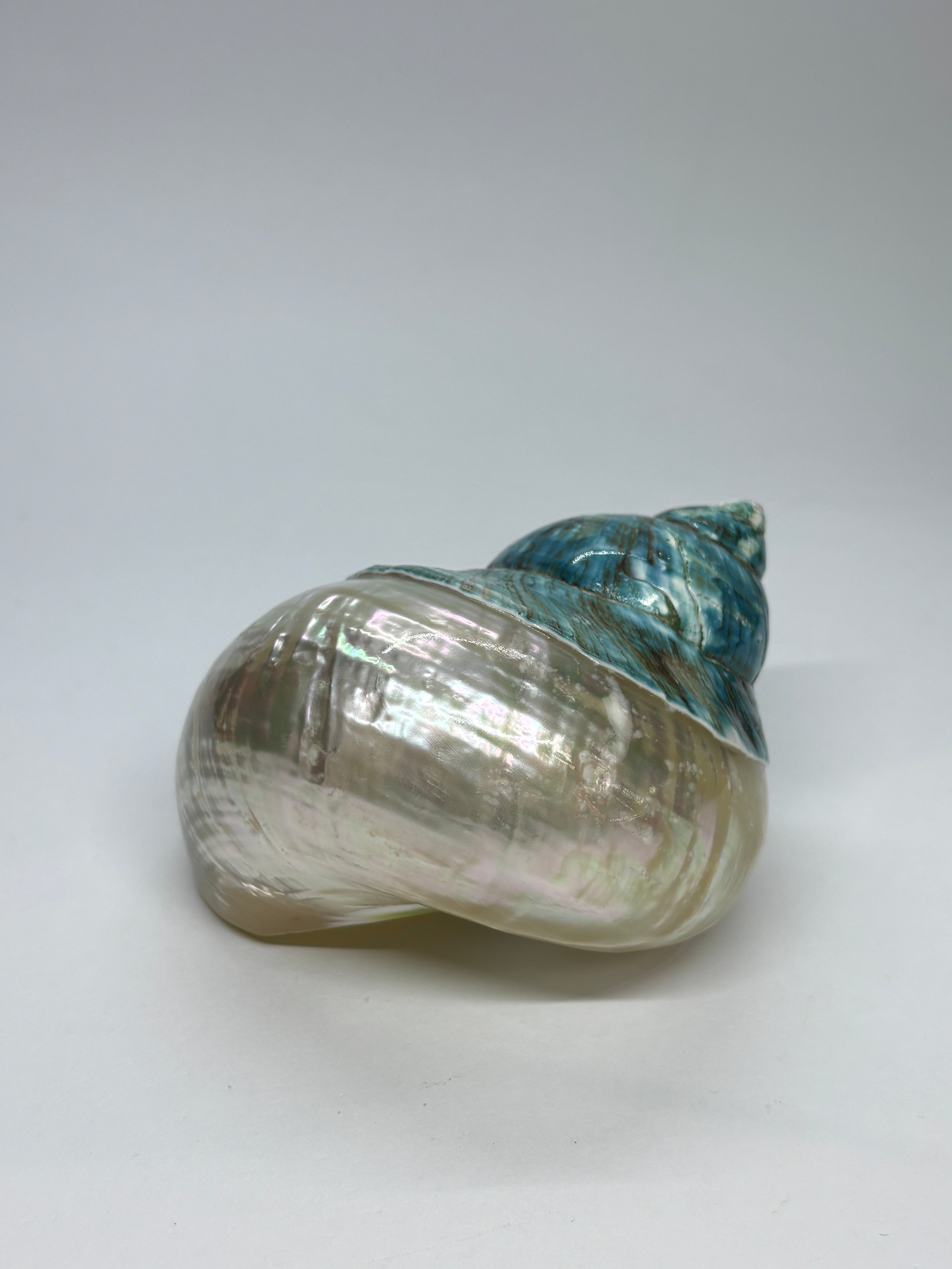 TURBO BURGES ALT BANDED KABUK
