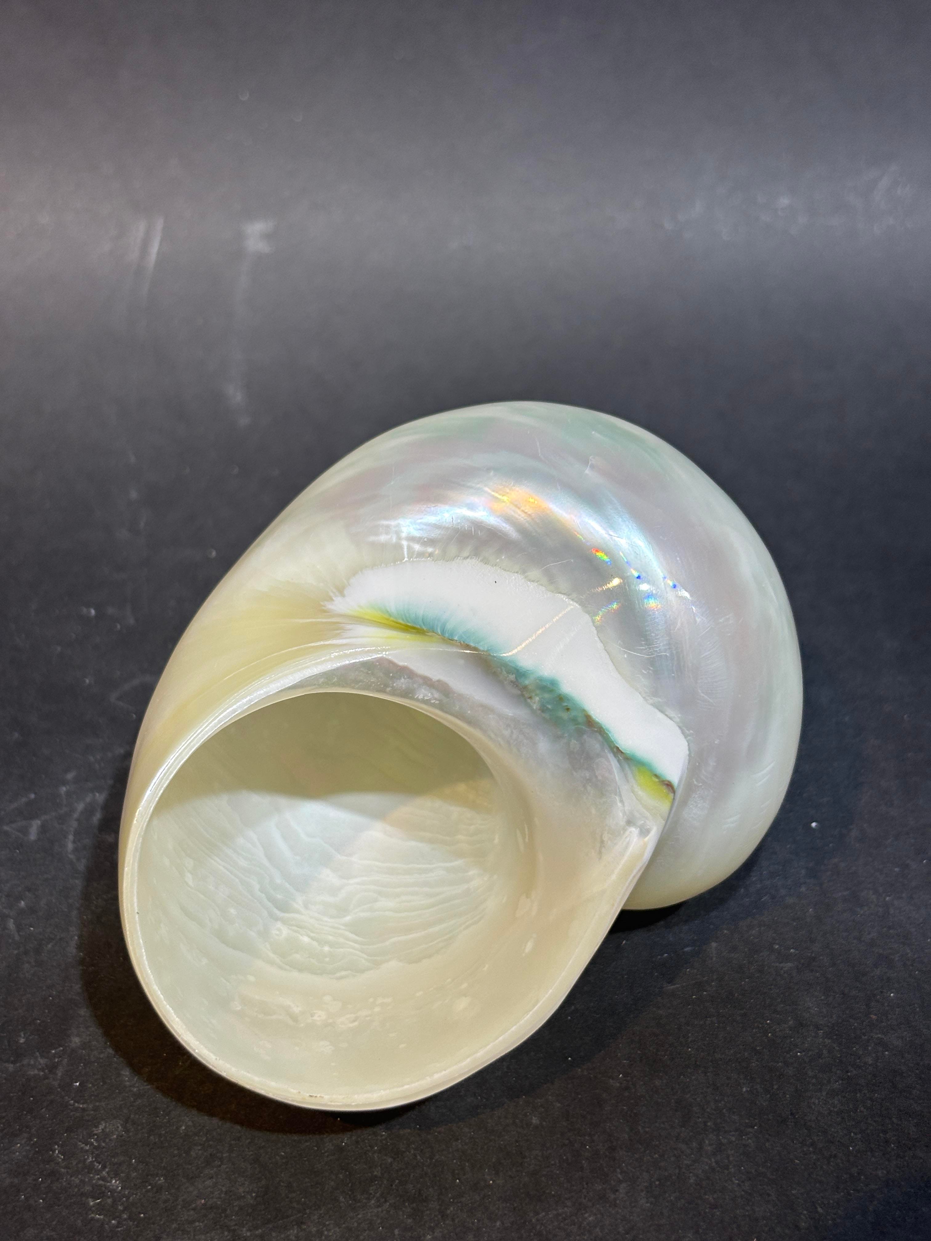 Turbo Burges Kabuk