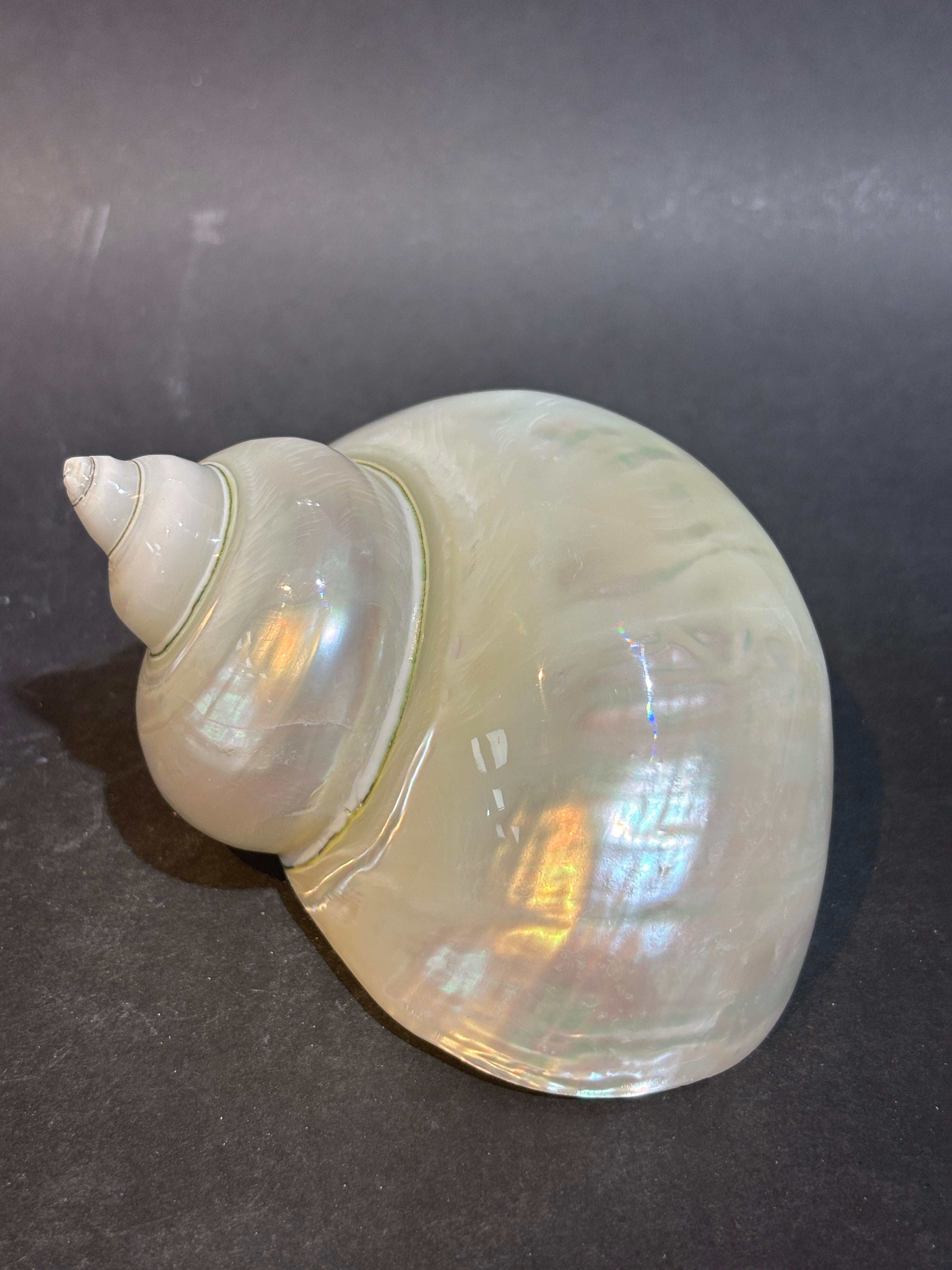 Turbo Burges Kabuk