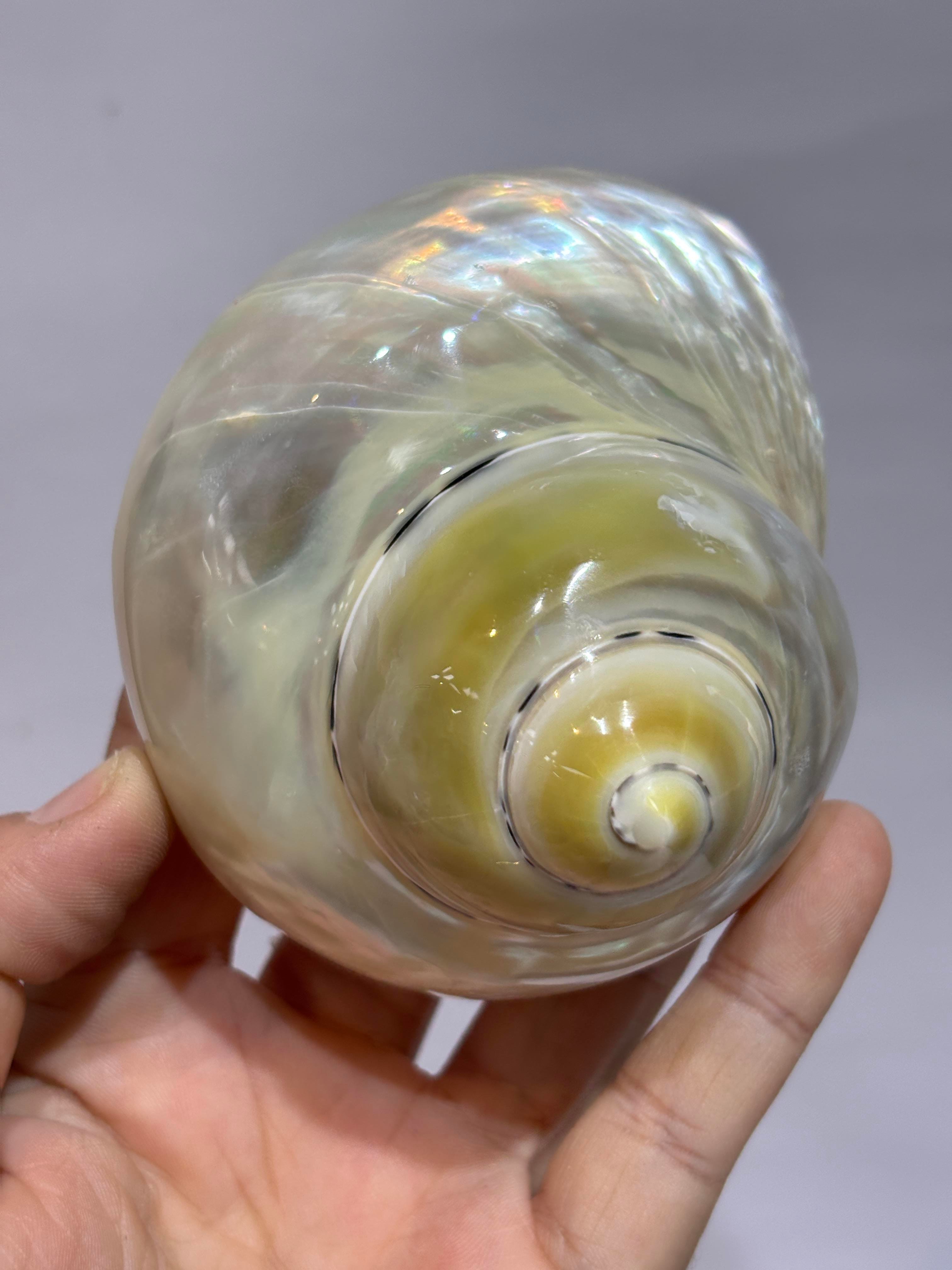 TURBO BURGES SEDEFLİ