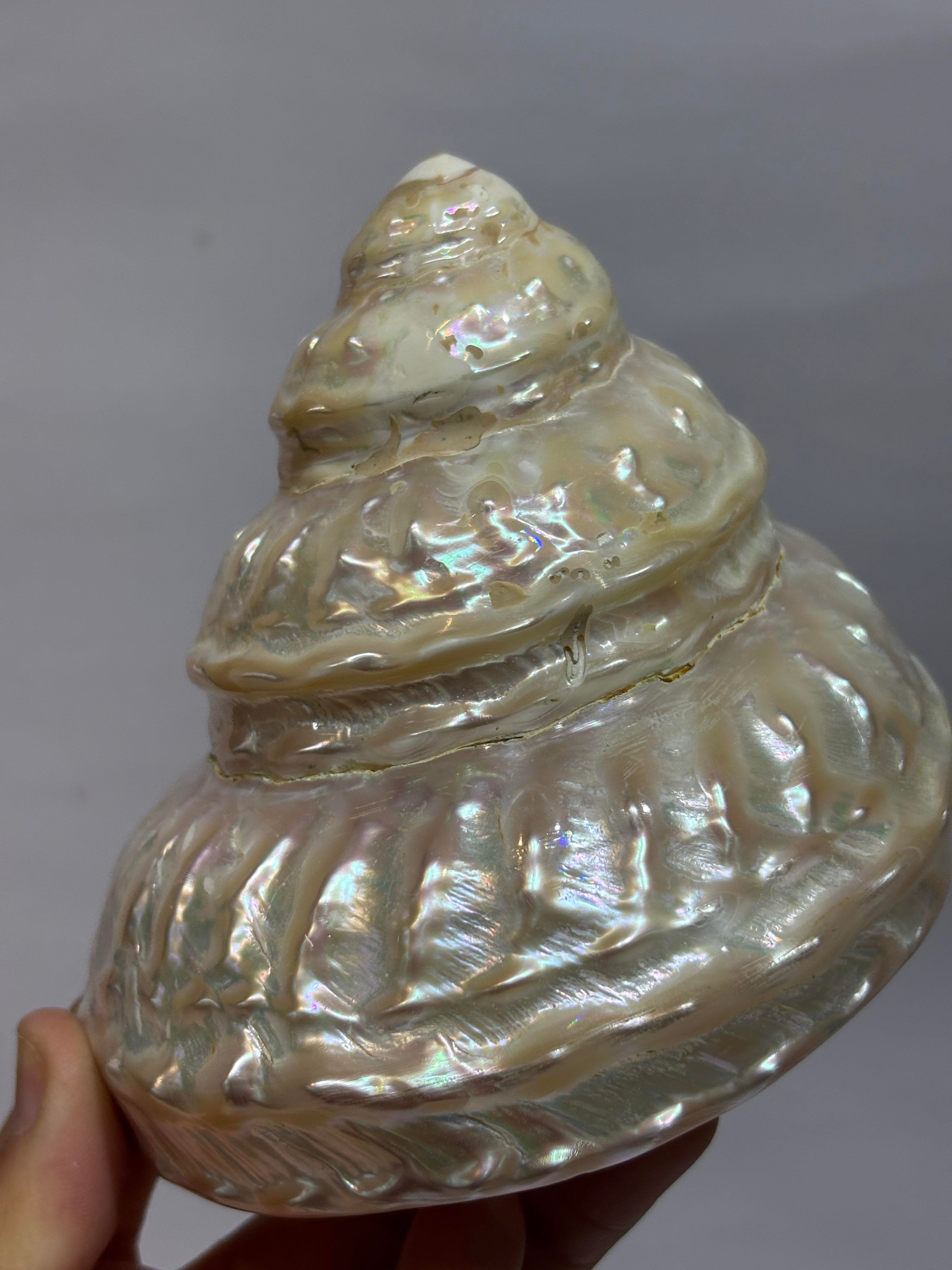 UNDOSA SHELL