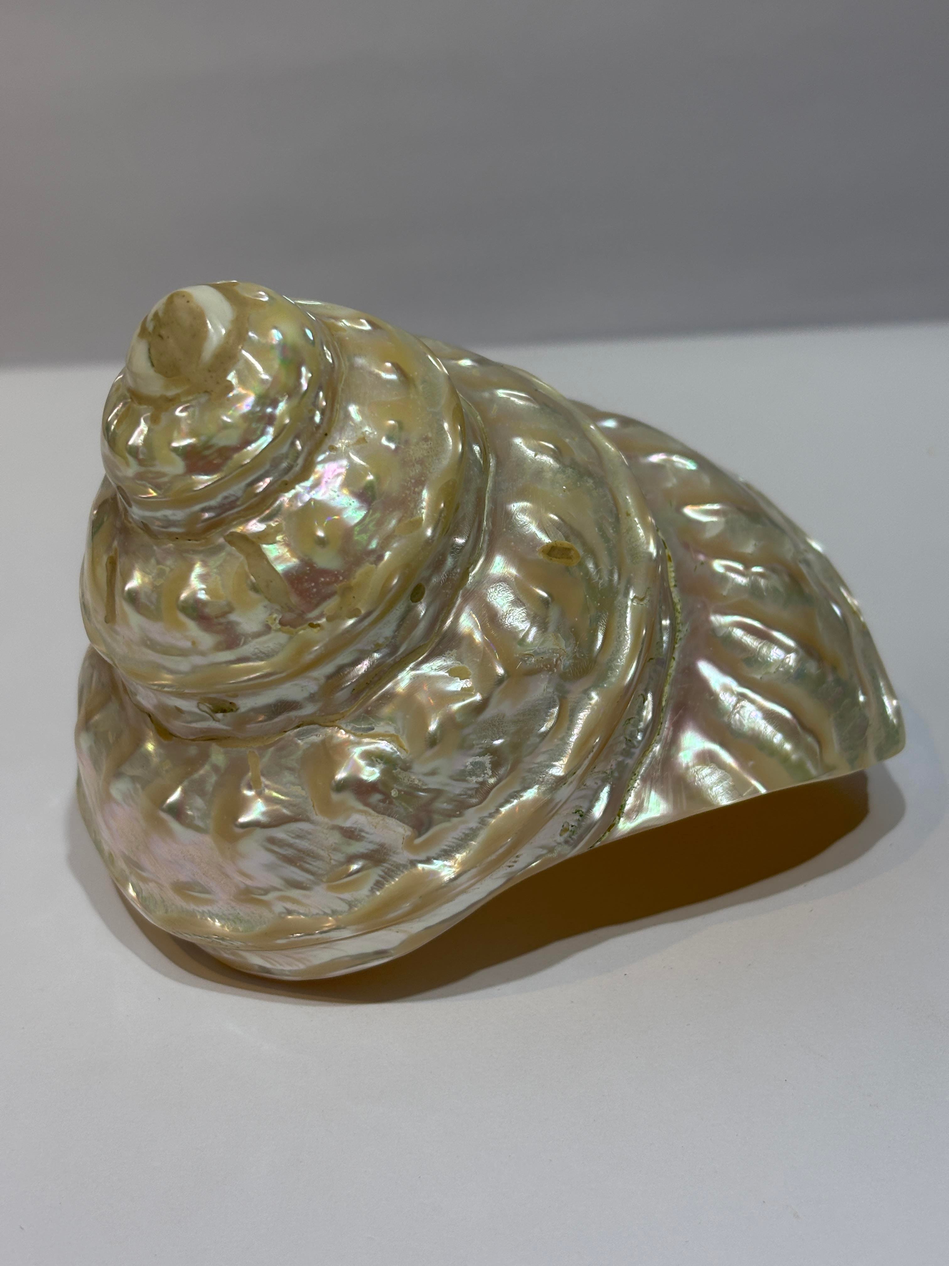UNDOSA SHELL