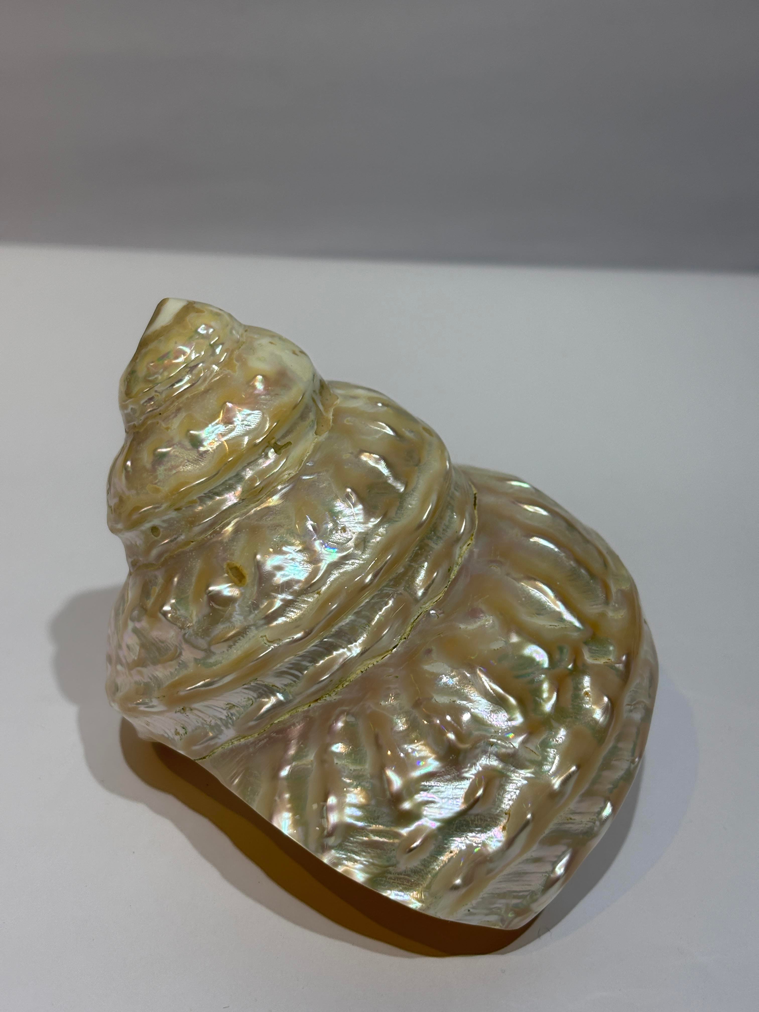 UNDOSA SHELL