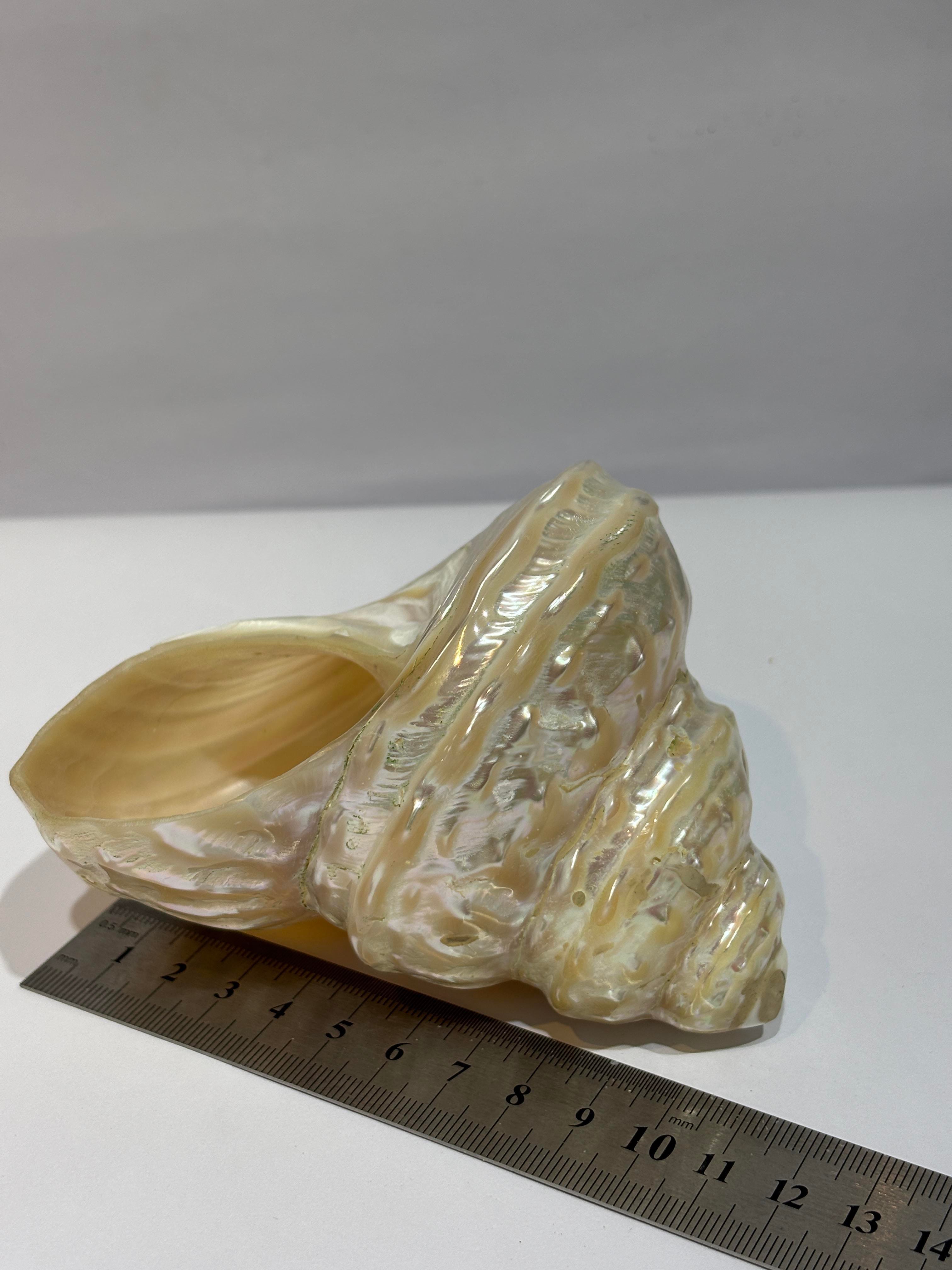 UNDOSA SHELL