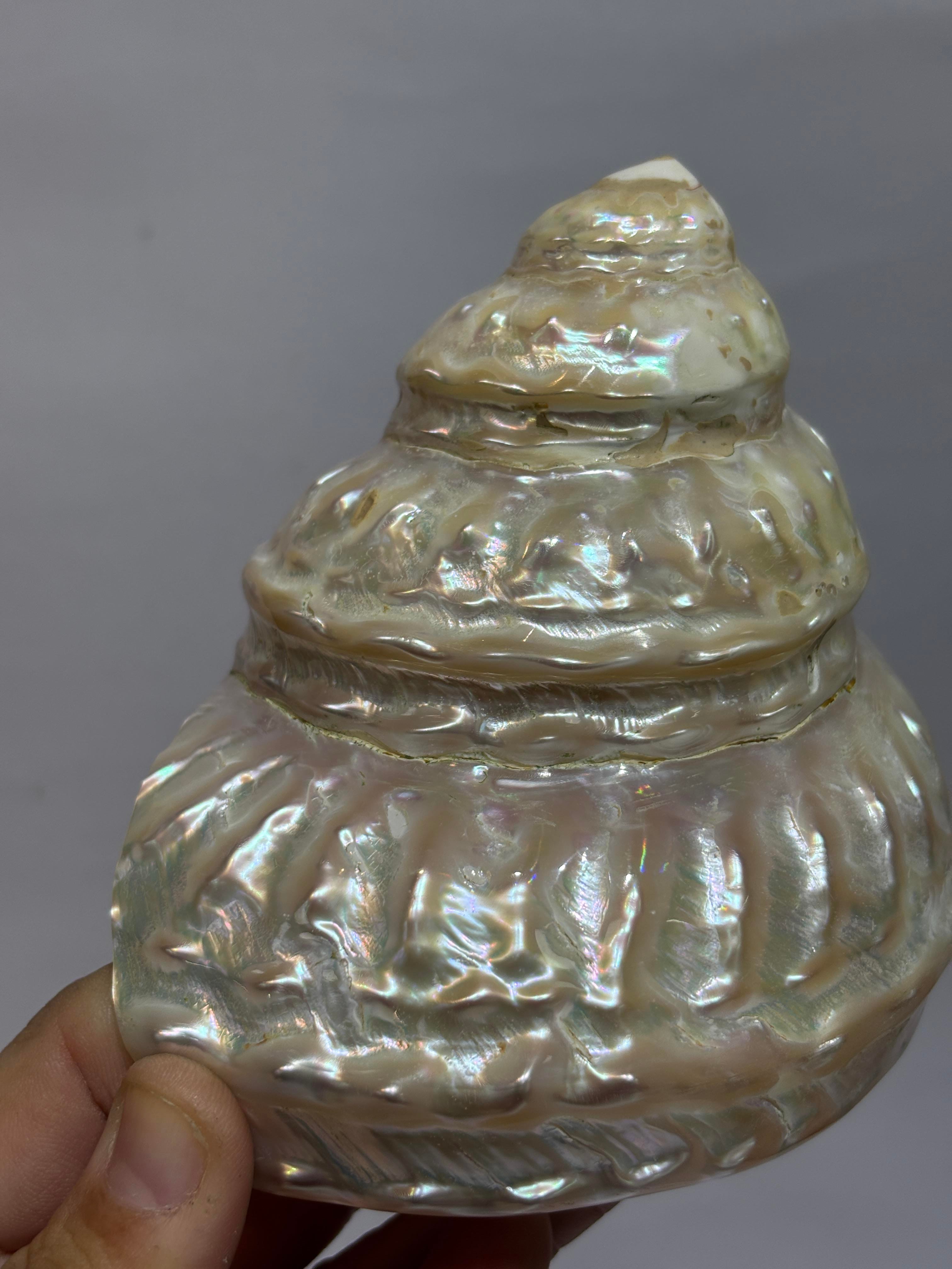 UNDOSA SHELL