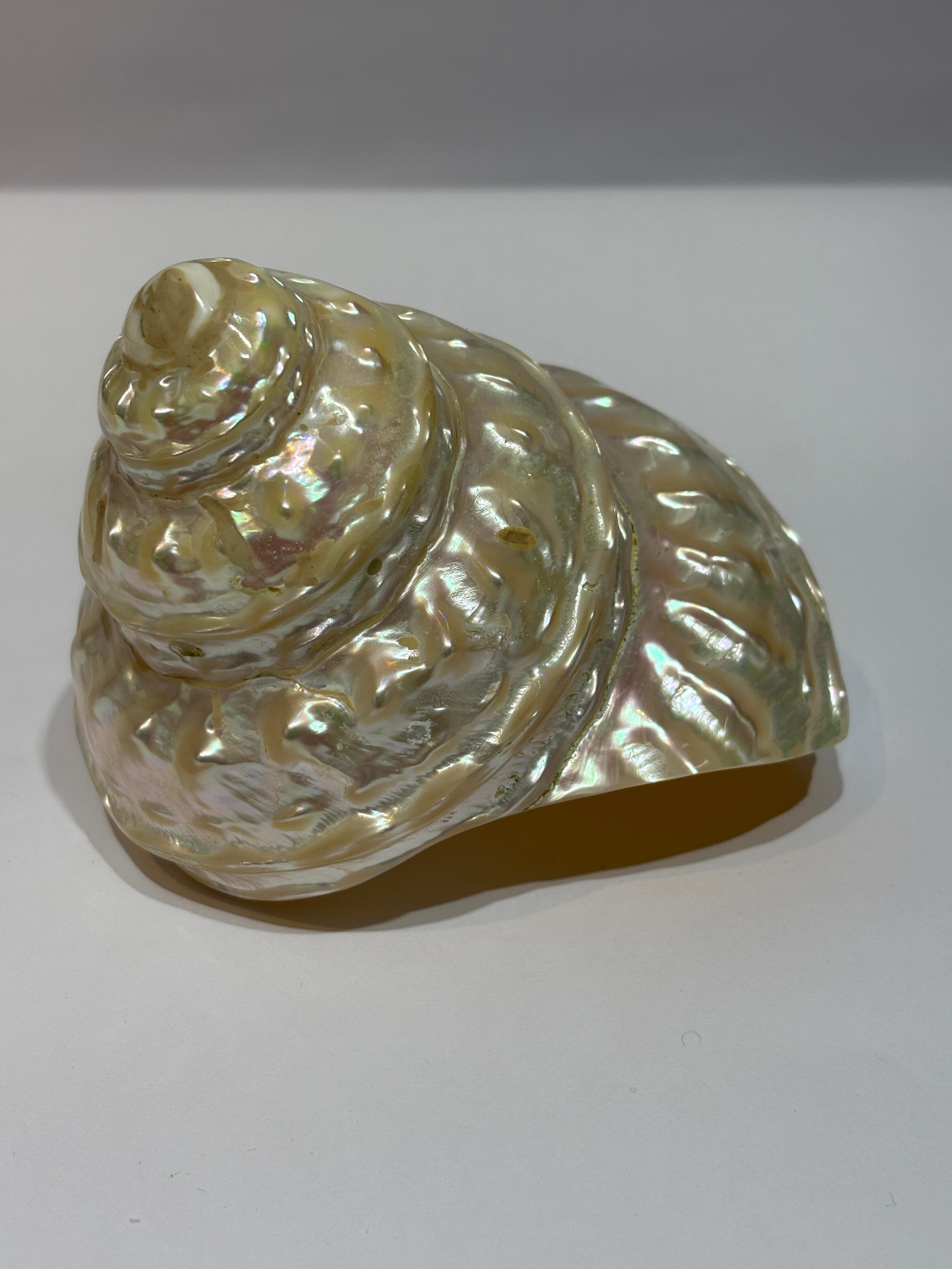 UNDOSA SHELL