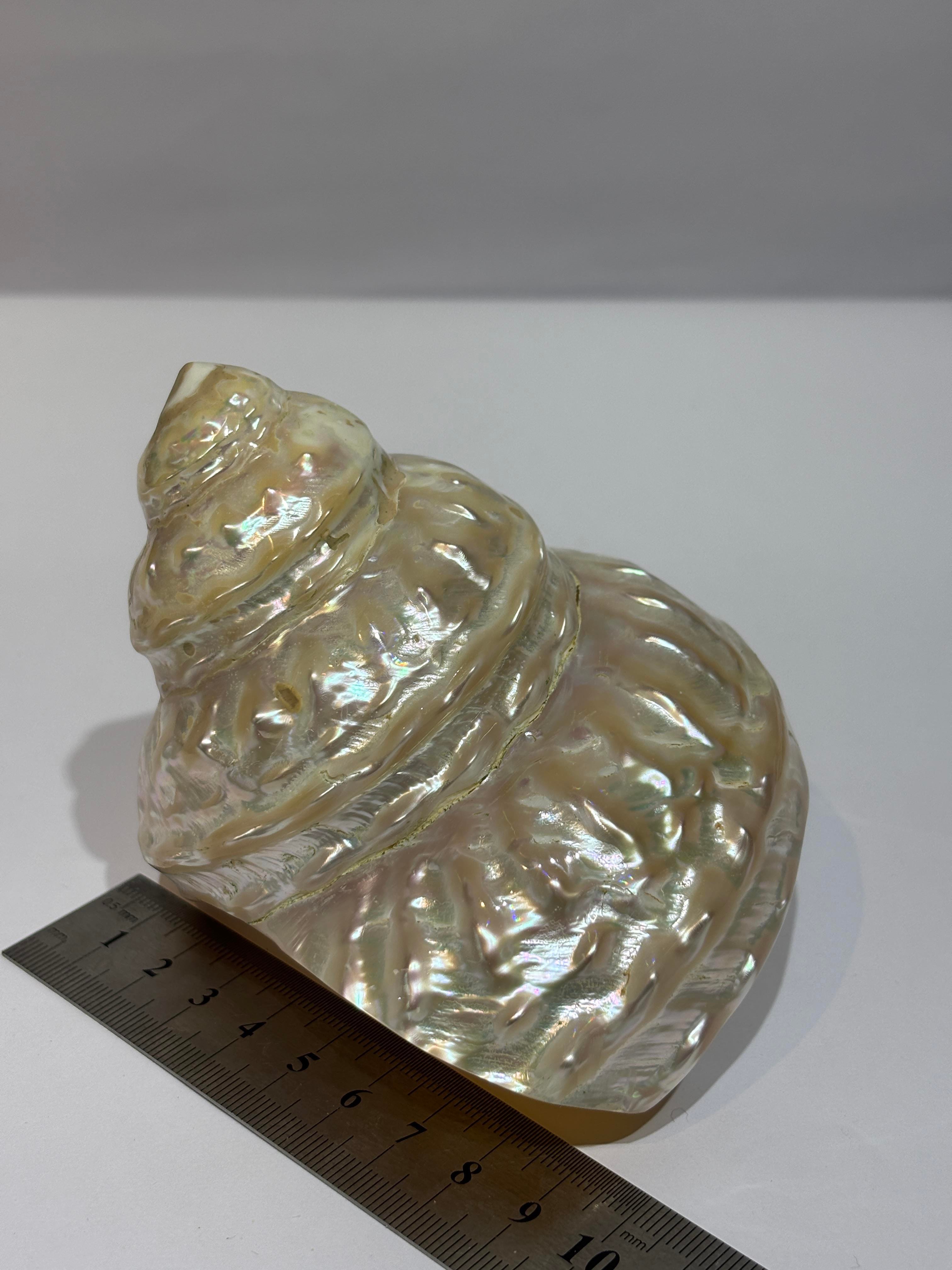 UNDOSA SHELL