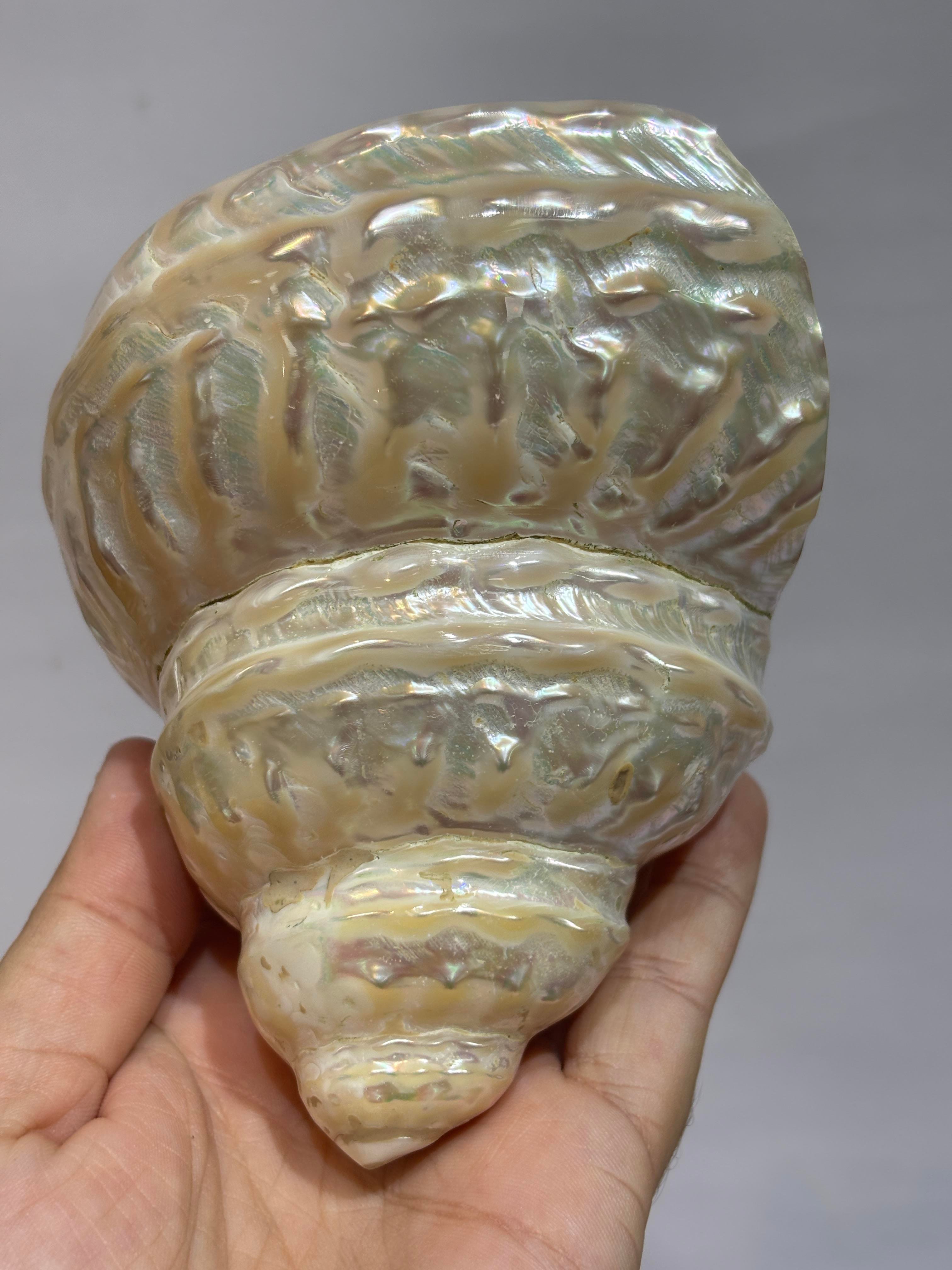 UNDOSA SHELL