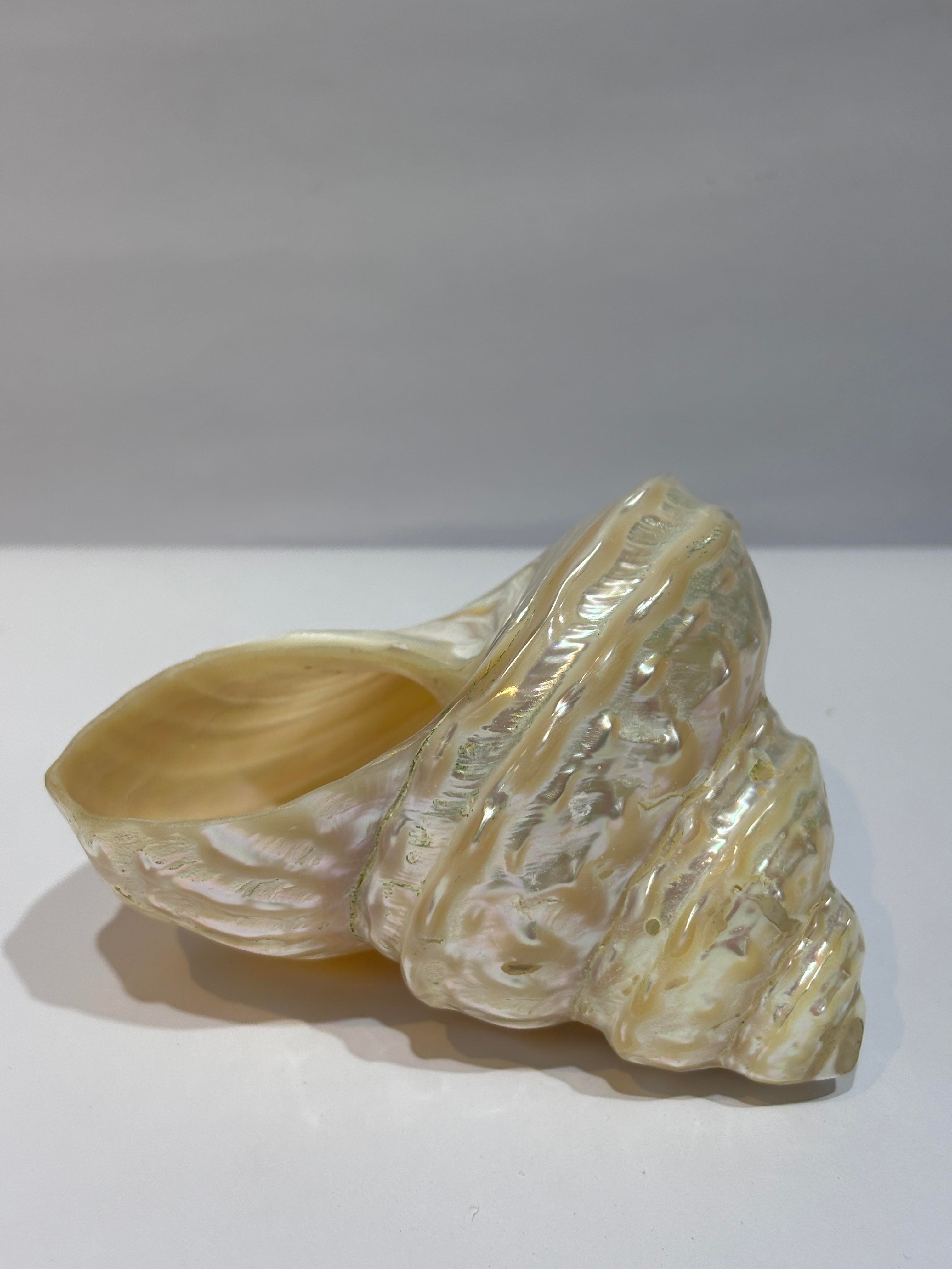 UNDOSA SHELL