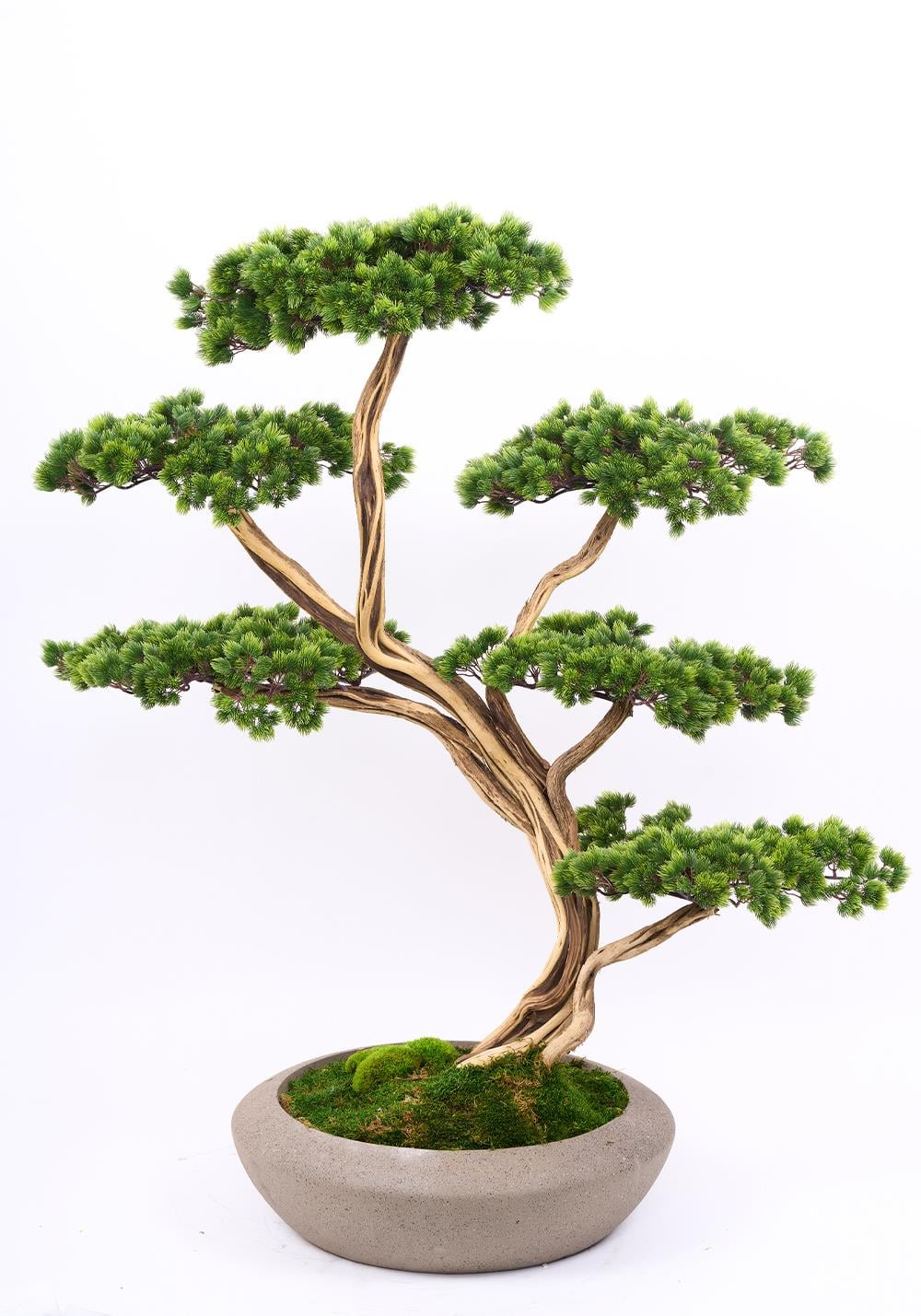 ÇİNPA BONSAI 120 CM AĞAÇ SAKSILI