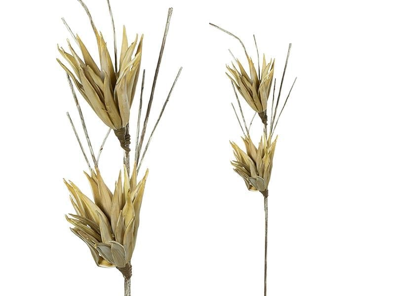 LMD CYPERUS SAMPANYA RENGI 78CM