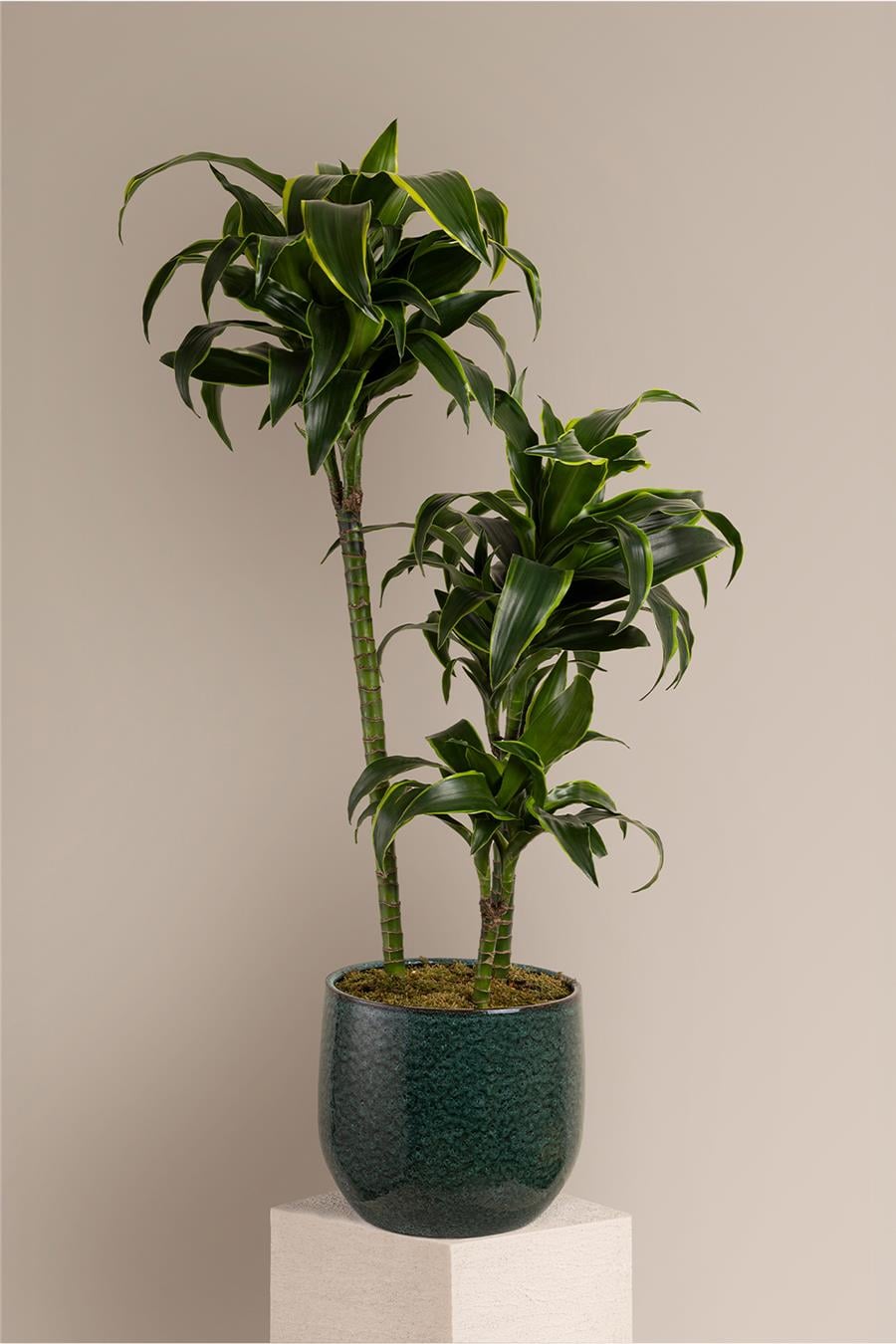 Dracaena Dorado Bitkisi