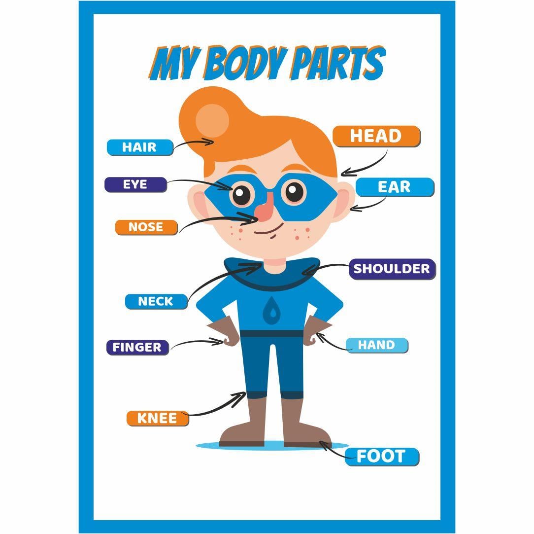 BodyParts01Body Parts-vücudun Bölümleri Ingilizce Çocuk Eğitim Süper Kahraman Tekli Poster 35x50 Ölçülerindeİngilizce AfişleriOkularenkkat