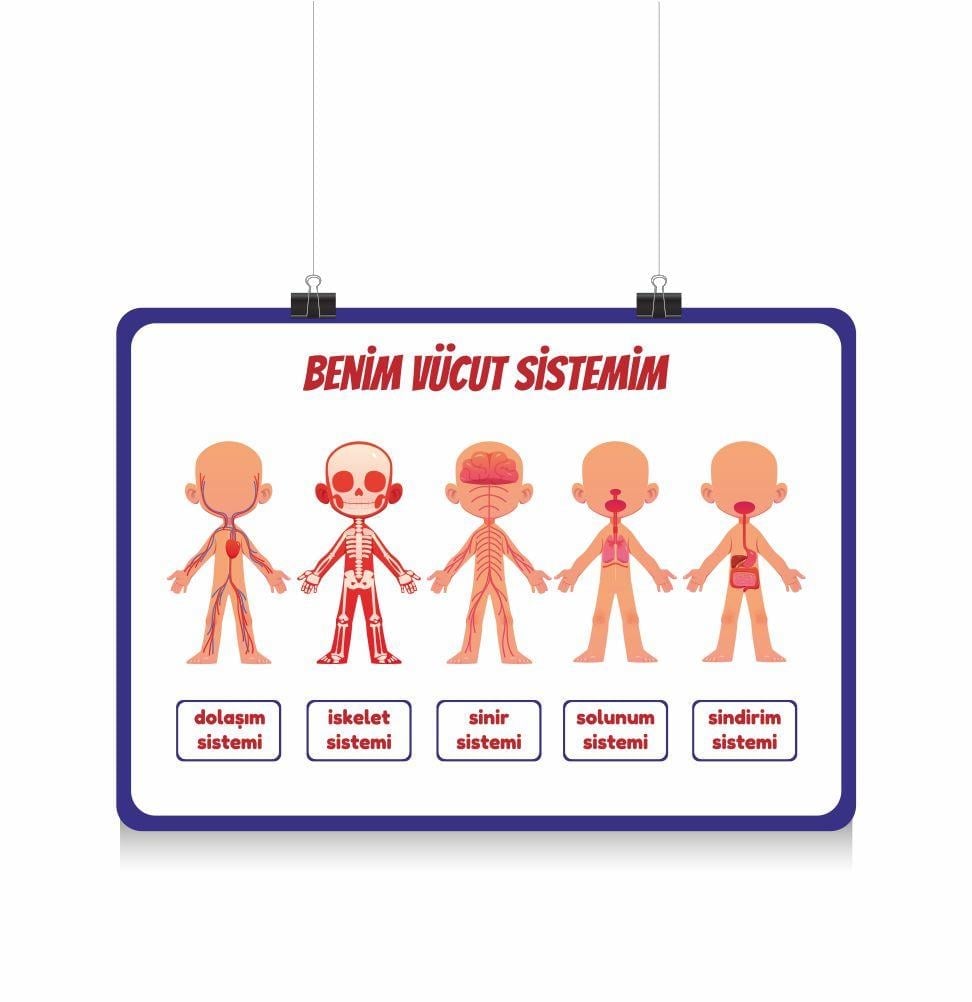 orkfenbilgisiafişiVücut Sistemleri AfişiFen Bilgisi AfişleriOkularenkkat