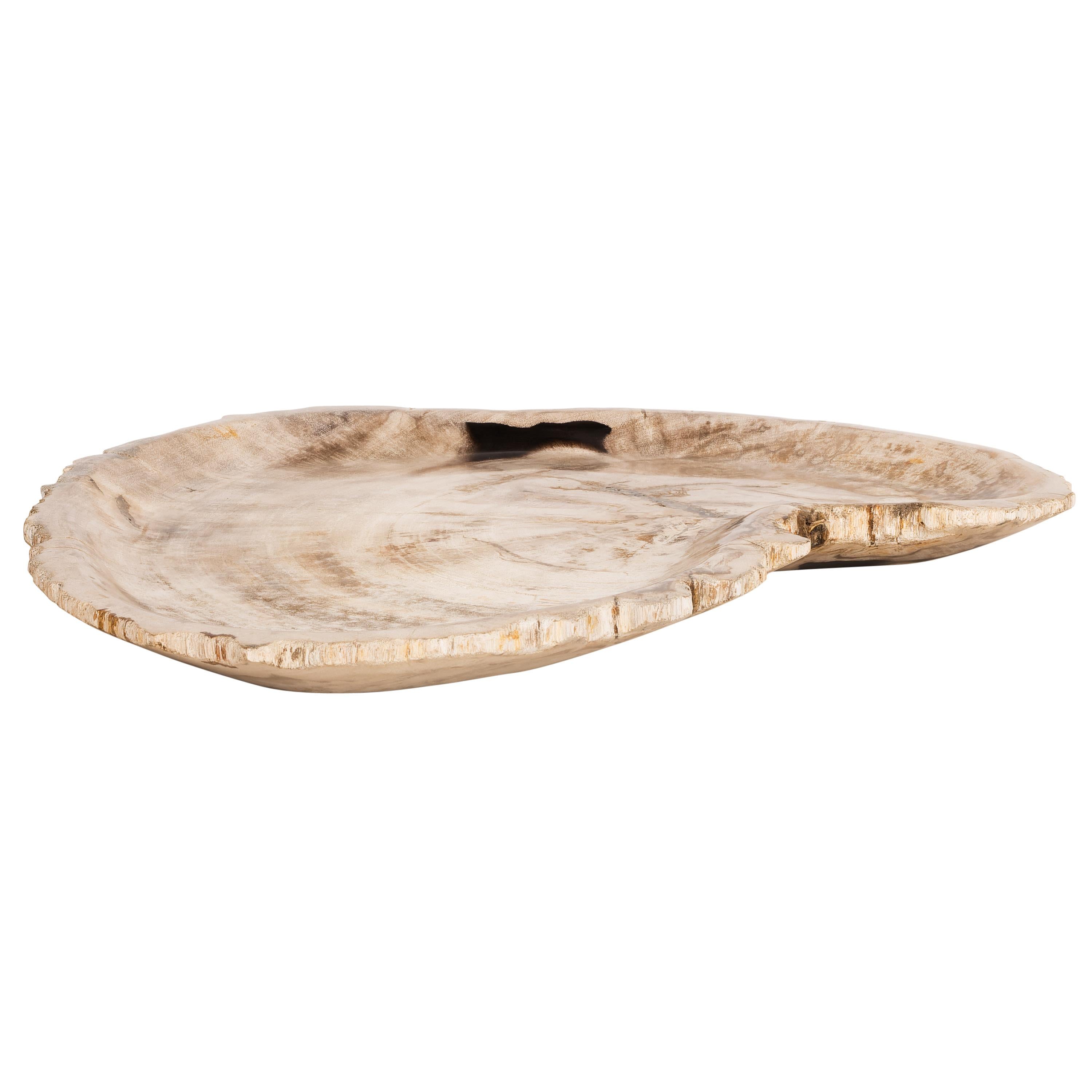 Dekoratif Bowl Fosil Ağaç -43 cm x 30 cm  x 4 cm