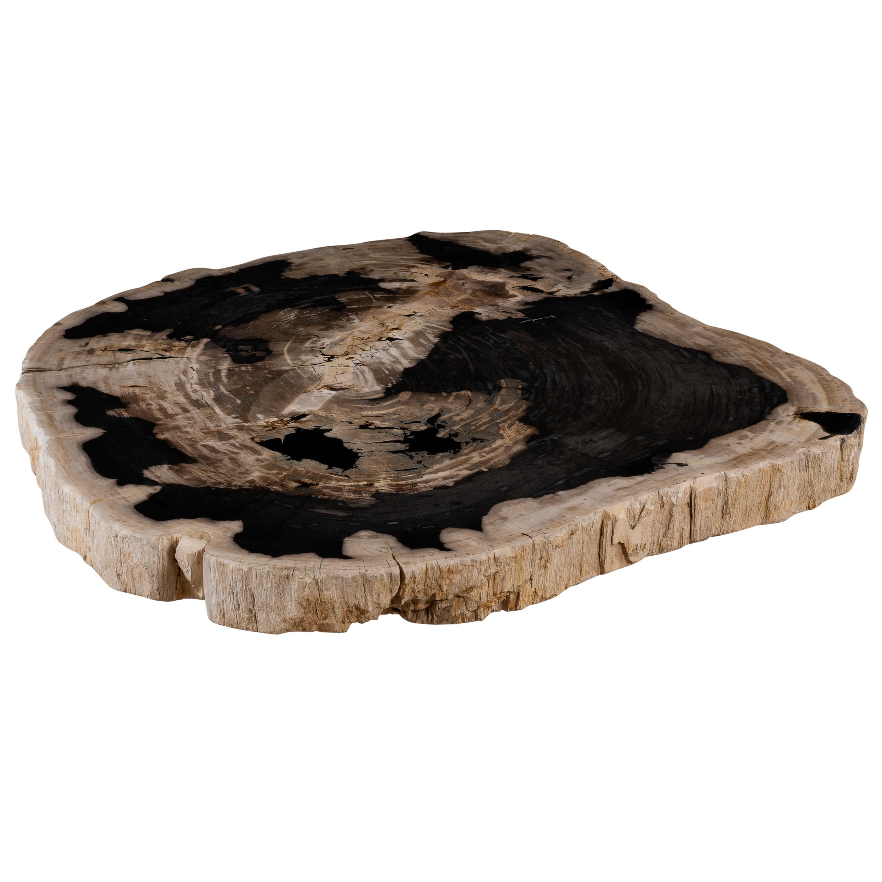 Orta Sehpa Fosil Ağaç -99 cm x 71 cm x 6 cm