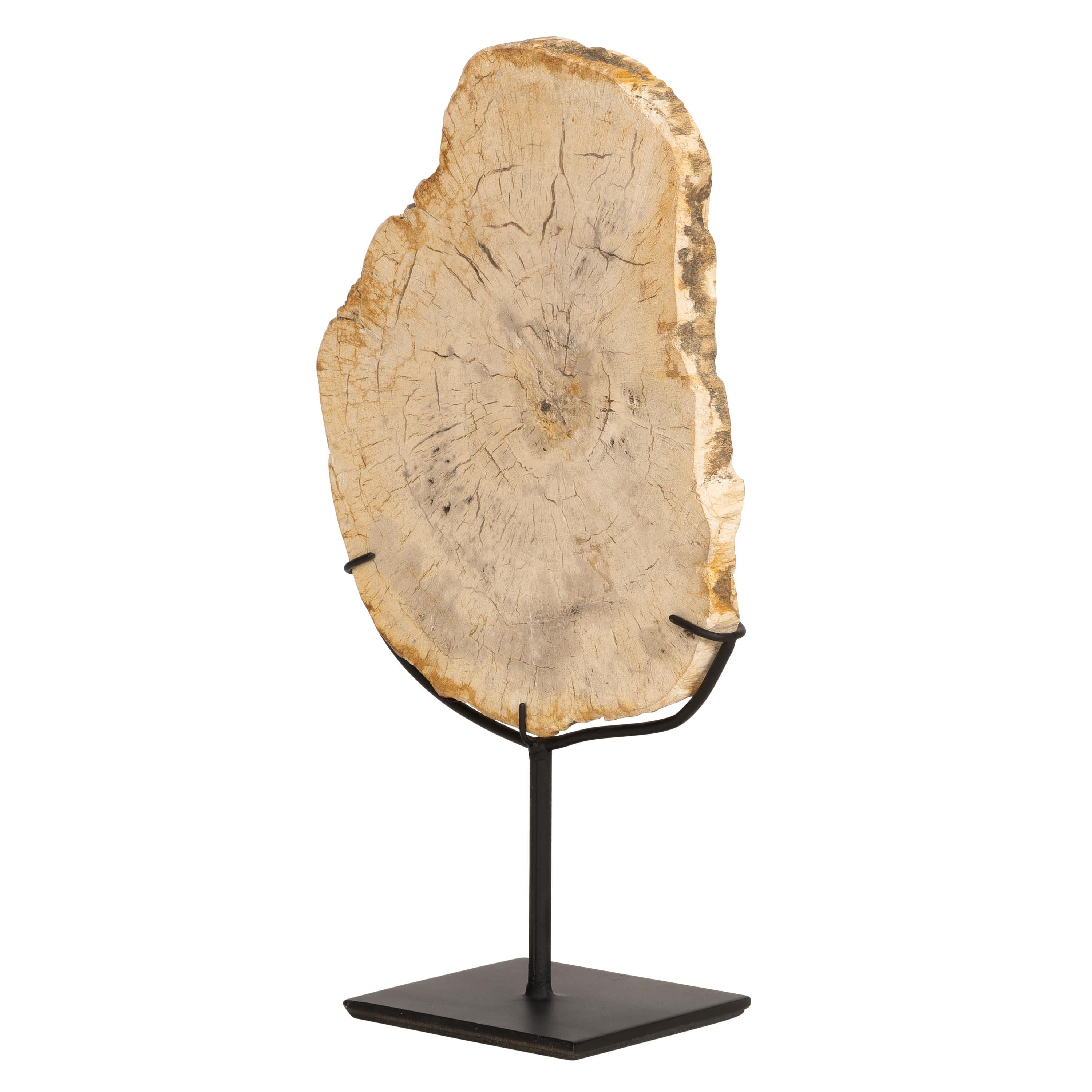 Standlı Dekoratif Aksesuar Fosil Ağaç-18 cm x 19 cm