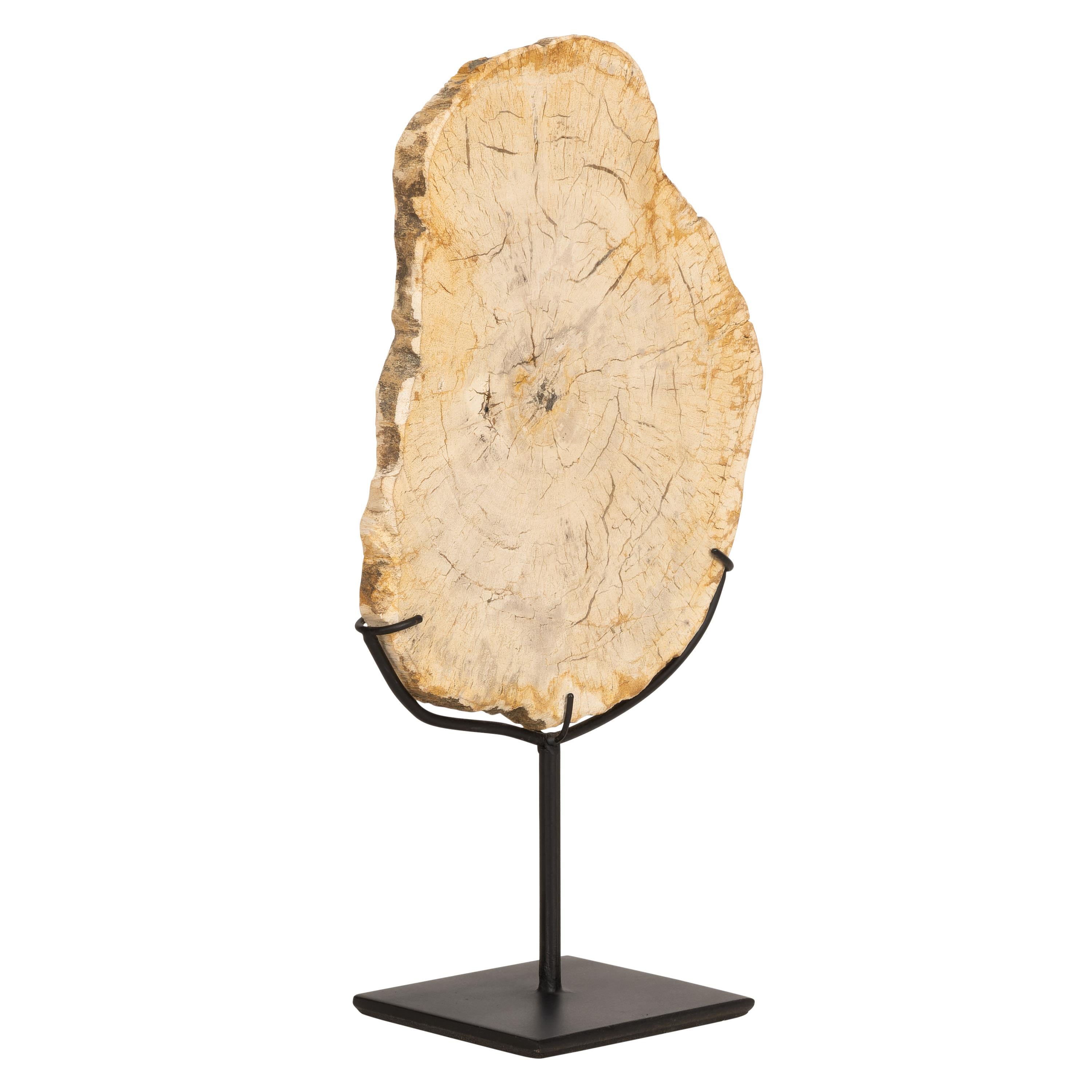 Standlı Dekoratif Aksesuar Fosil Ağaç-18 cm x 19 cm