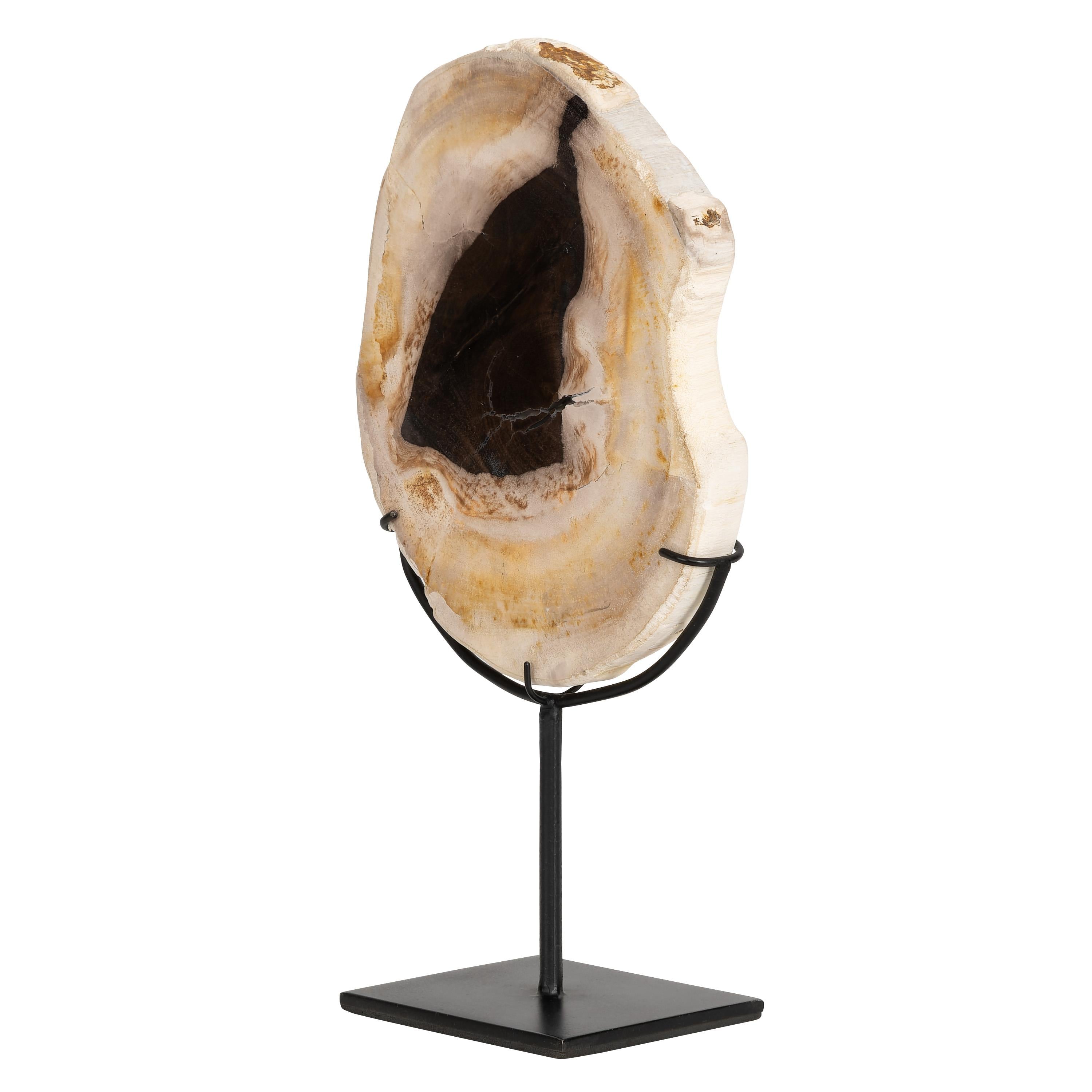Standlı Dekoratif Aksesuar Fosil Ağaç-18 cm x 19 cm
