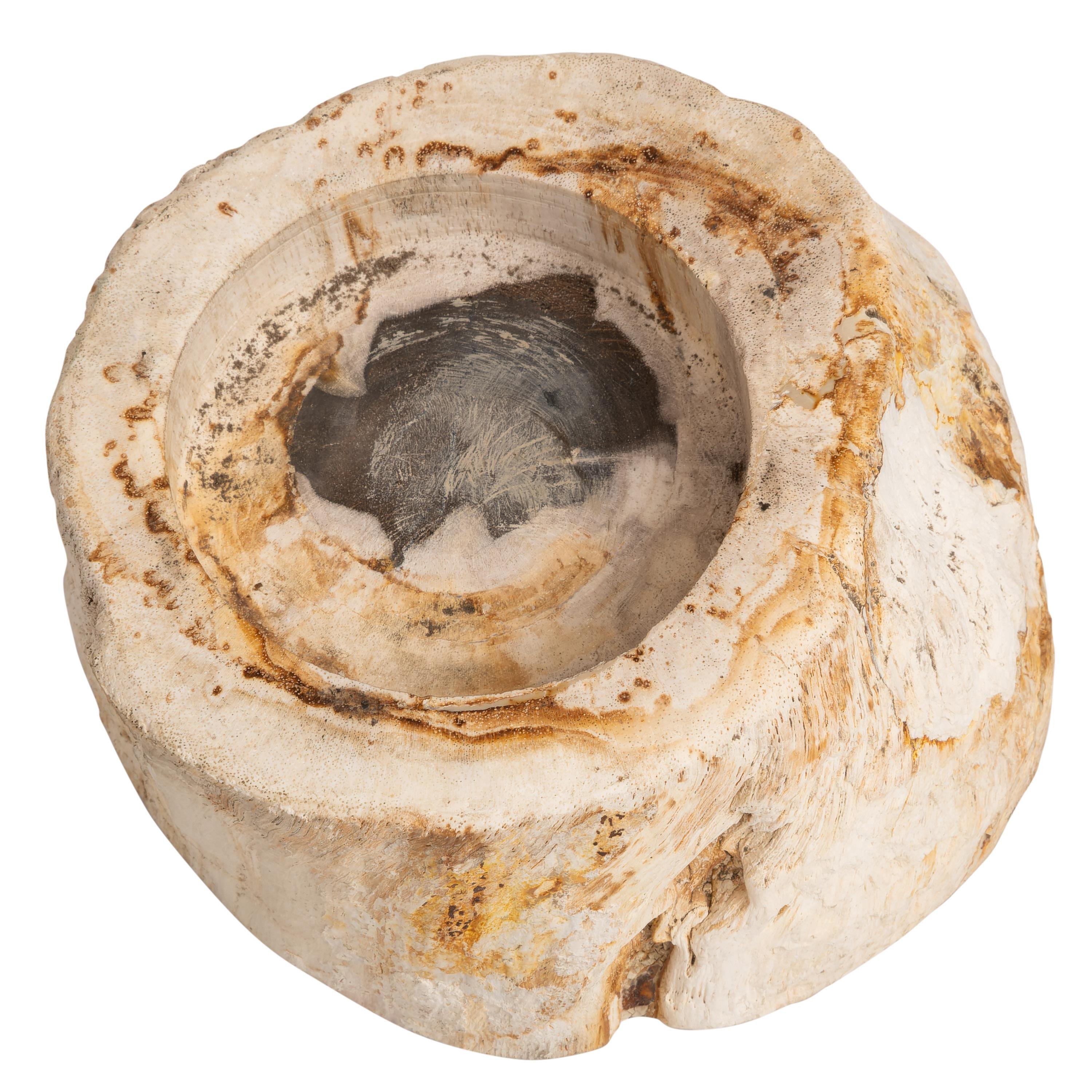 Yuvarlak Mumluk Fosil Ağaç - 12 cm x 7 cm