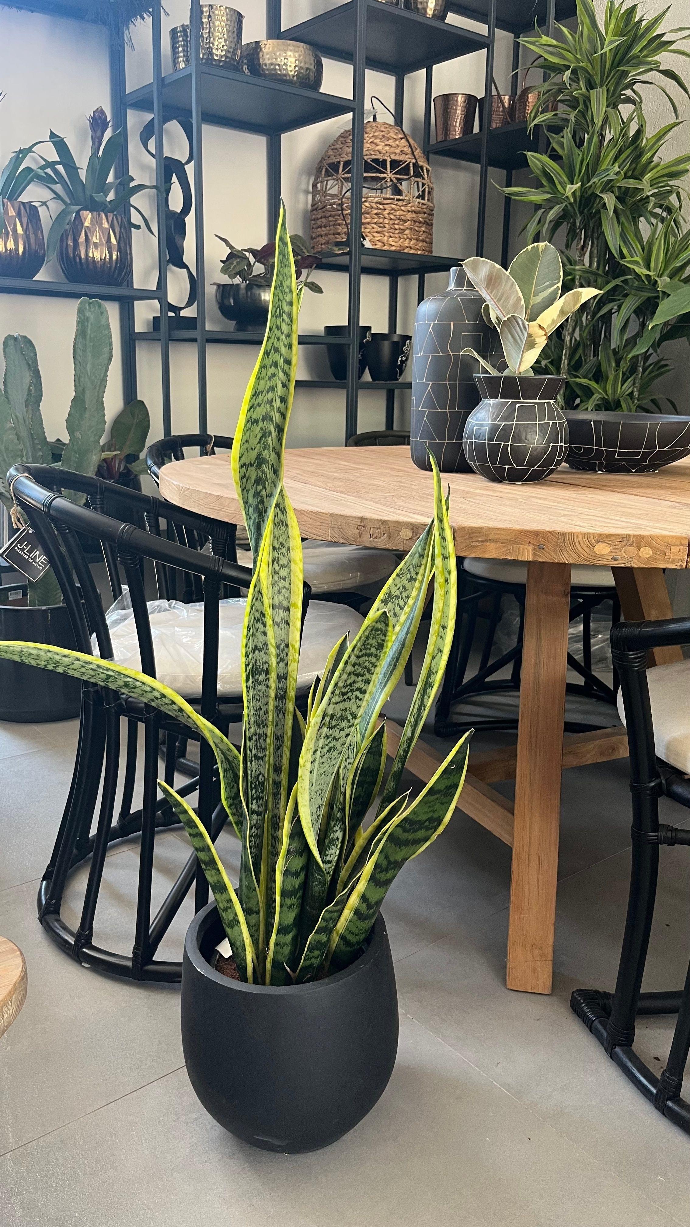 FENTON MASA 150 CM