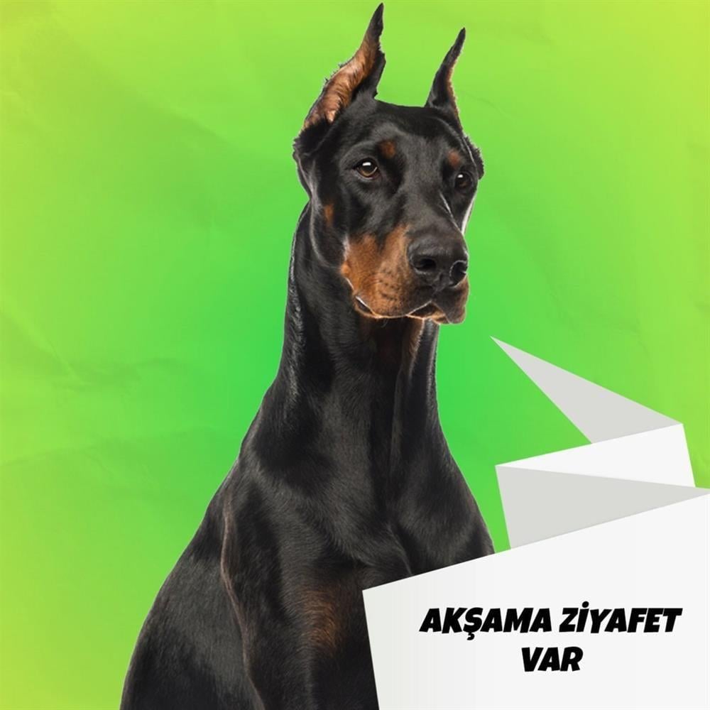 Mix Barf 20 kg Aç Bitir Paket Köpek Maması