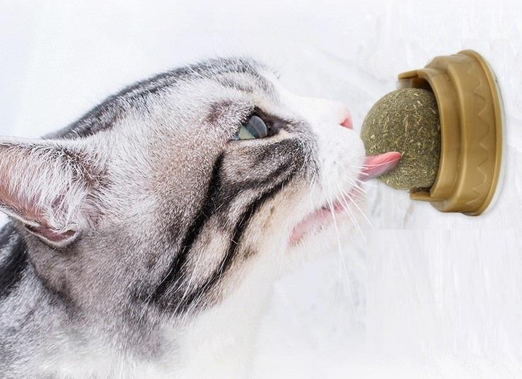Kedi Otu Oyun Topu