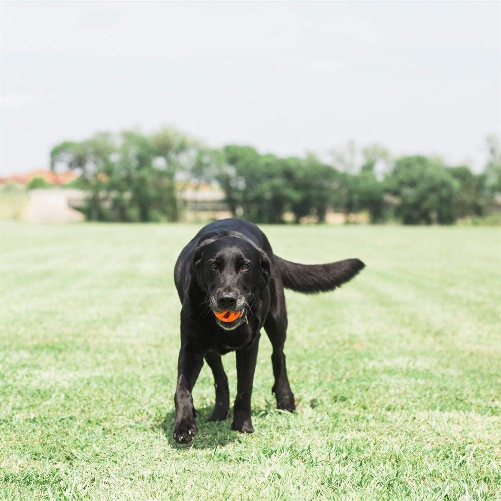 Chuckit! Air Fetch Ball Köpek Oyun Topu (Orta Boy)