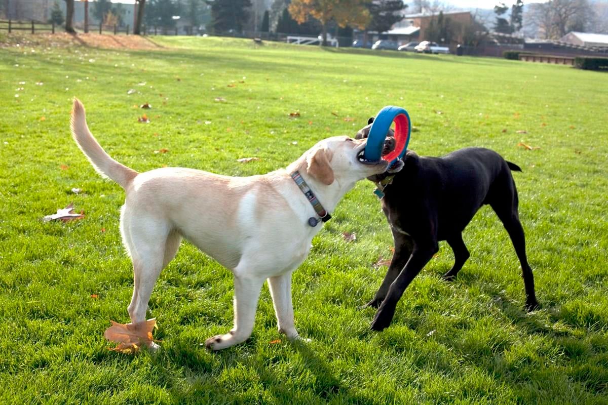 Chuckit! Fetch Wheel Oyun Halkası (Küçük Boy)