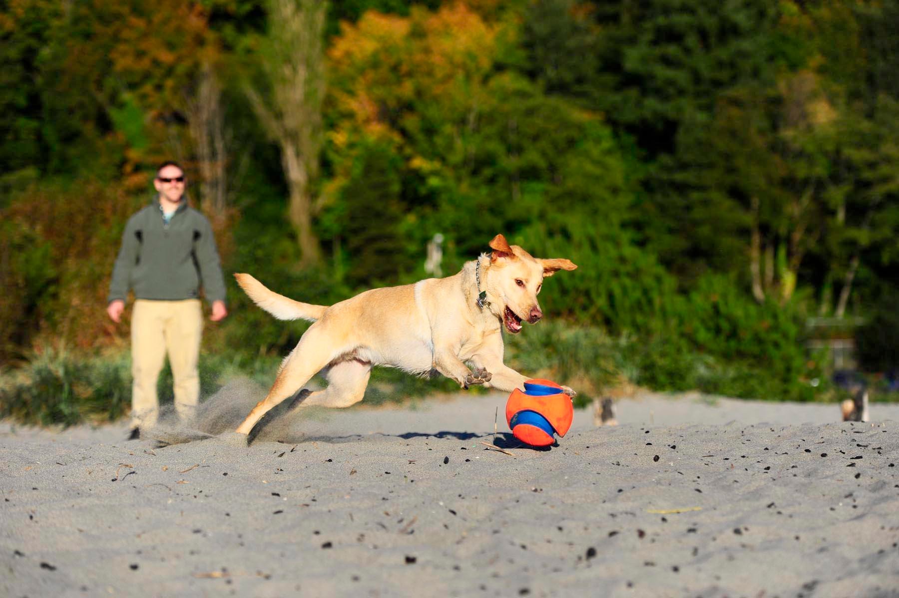 Chuckit! Kick Fetch Oyun Topu