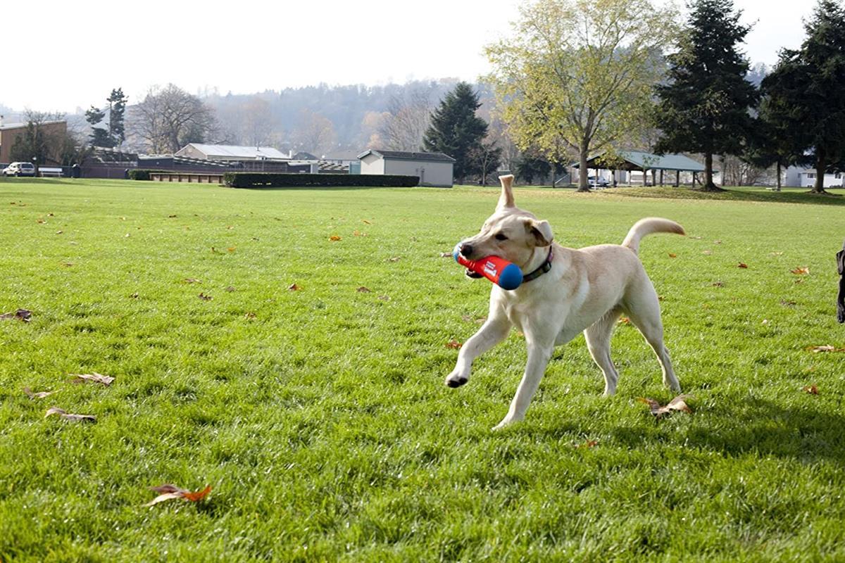 Chuckit! Tumble Bumper Suda Batmayan Köpek Oyuncağı (Orta Boy)