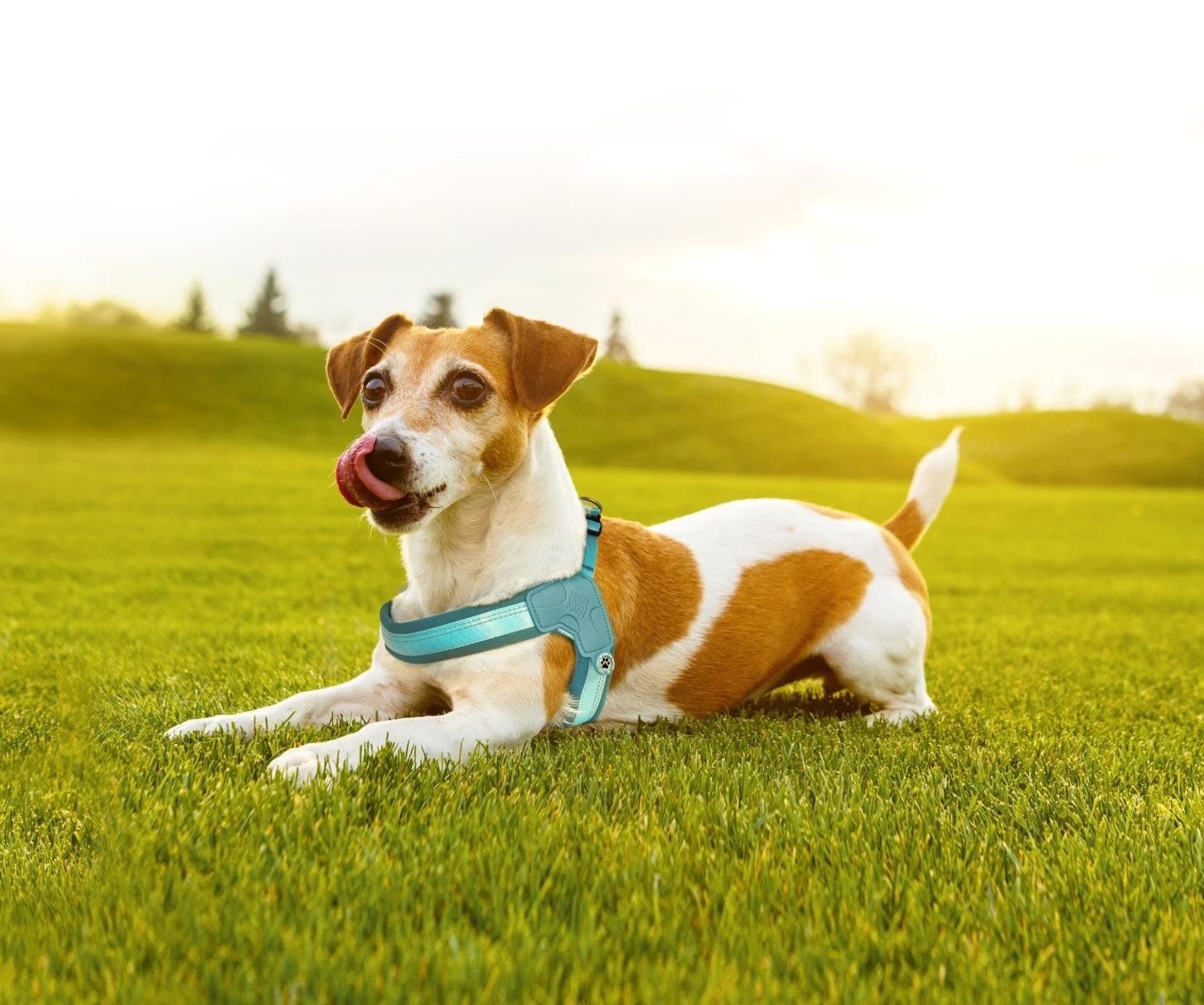 Matrix 2.0 Akıllı Künyeli Q-Fit Köpek Göğüs Tasması  - Turkuaz