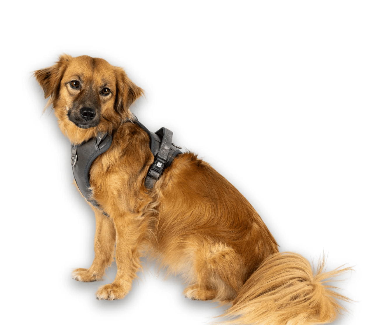 Matrix 2.0 Akıllı Künyeli Sport Köpek Göğüs Tasması - Stone