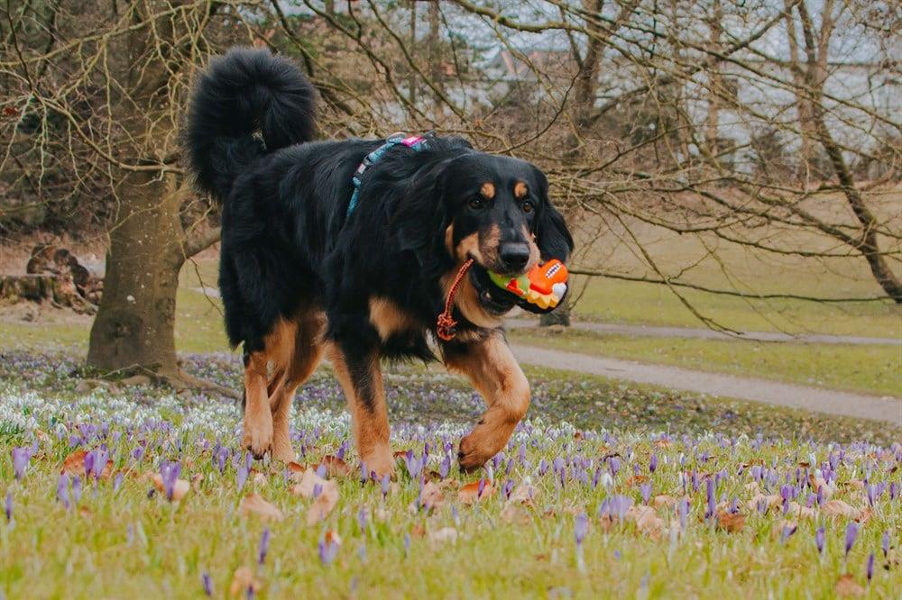 Max & Molly Snuggles Köpek Oyuncağı - Otto the Dino