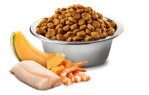 N&D OCEAN Morina balığı, karides, balkabağı ve kavun. Yavrular, gebe ve emziren dişi kediler için formüle edilmiş tam mamadır. 1.5kg