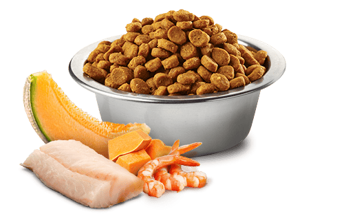 N&D OCEAN Morina balığı, karides, balkabağı ve kavun. Yavrular, gebe ve emziren dişi kediler için formüle edilmiş tam mamadır. 1.5kg