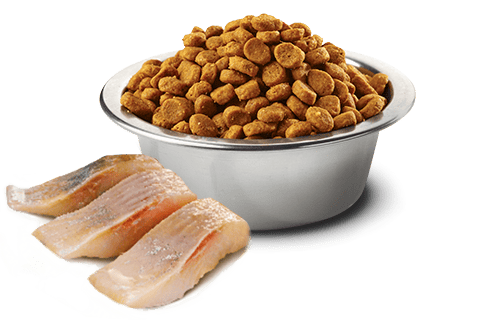 N&D OCEAN Ringa balığı ve portakal. Yetişkin kısırlaştırılmış kediler için formüle edilmiş tam mamadır. 1.5kg